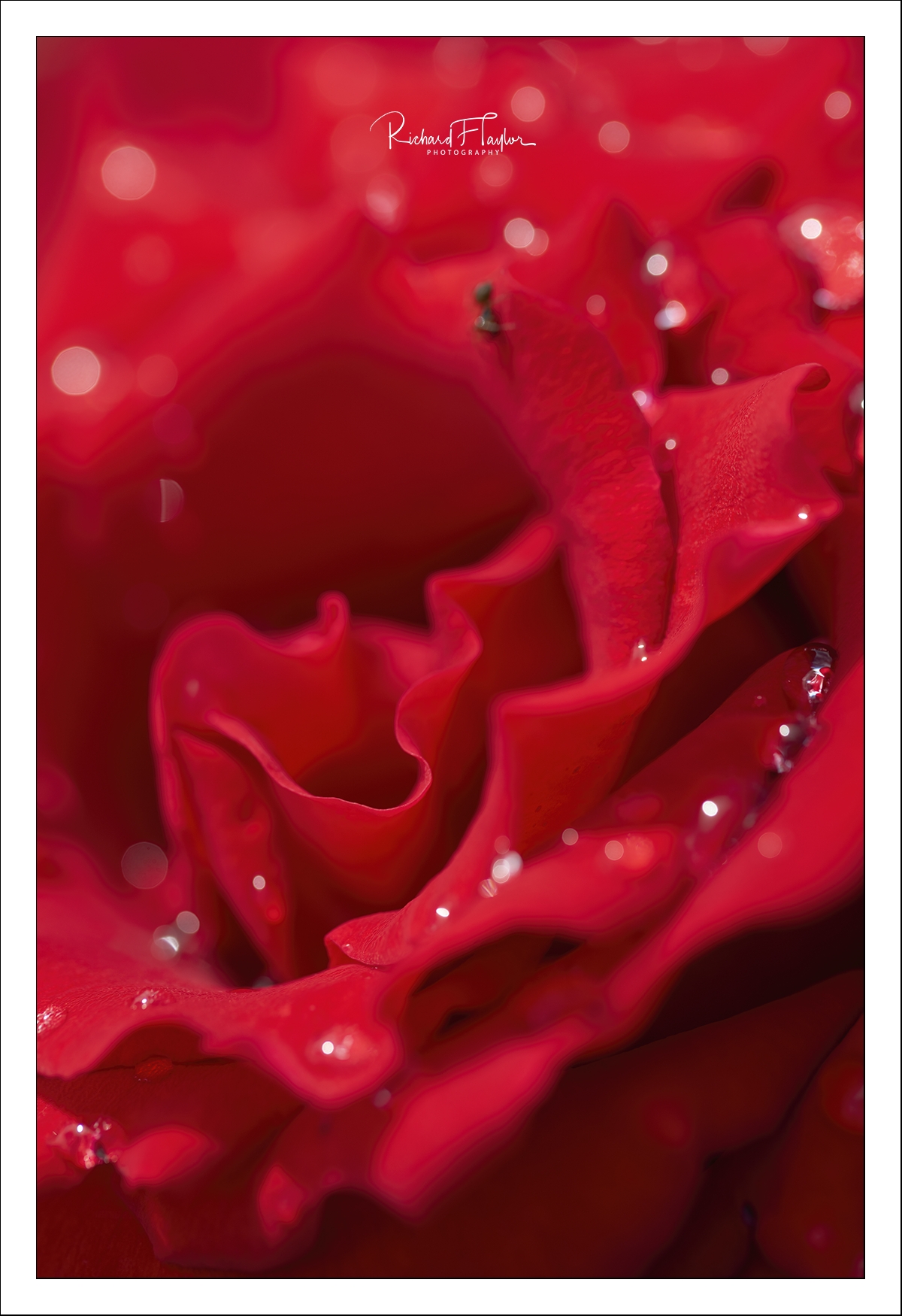 Rose.