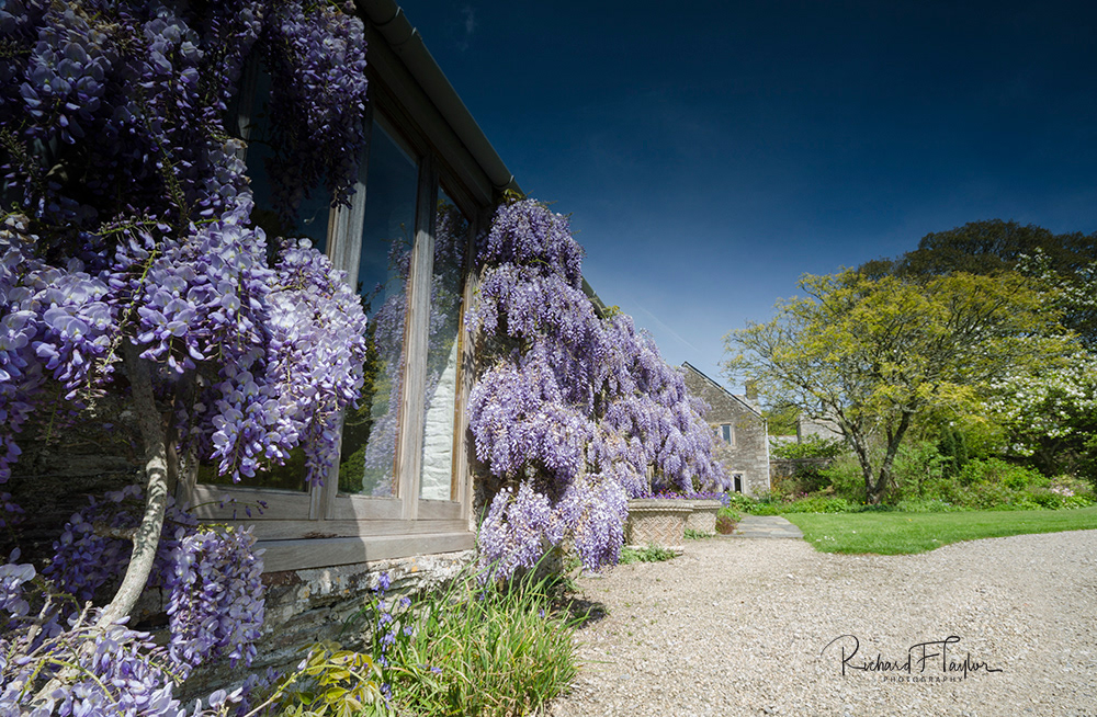 Wisteria