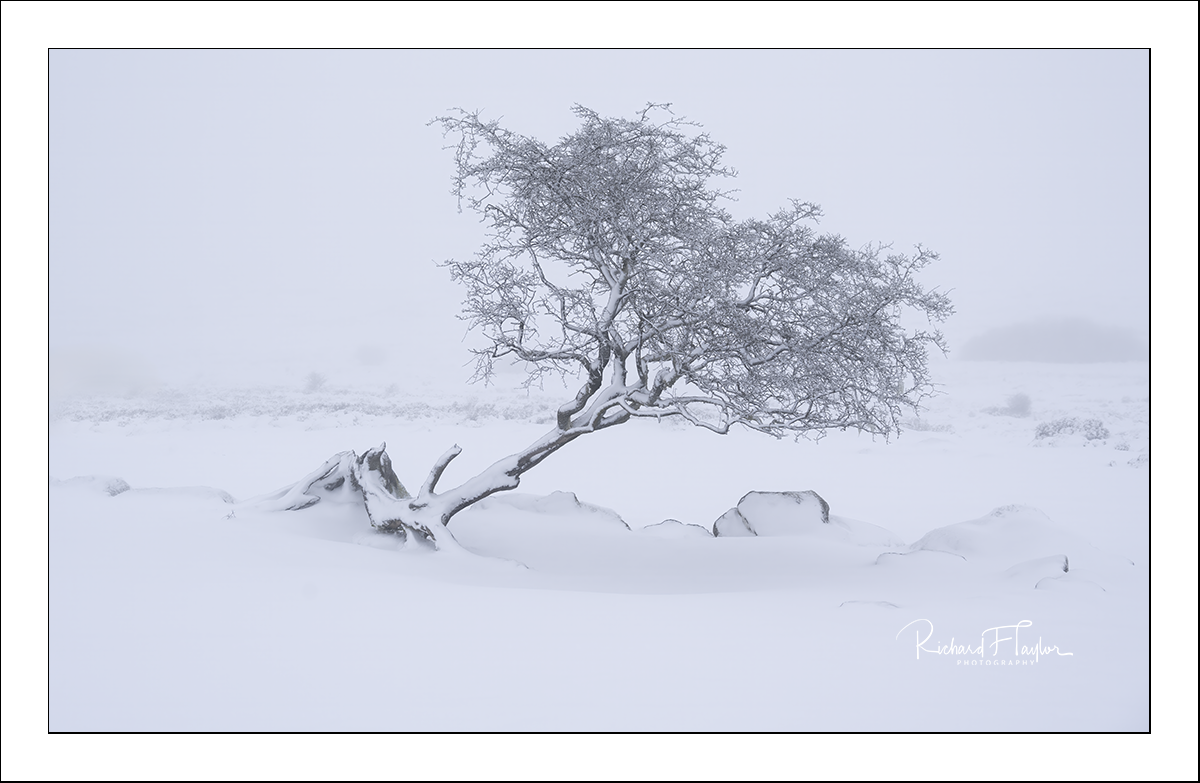 Windswept Hawthorn.