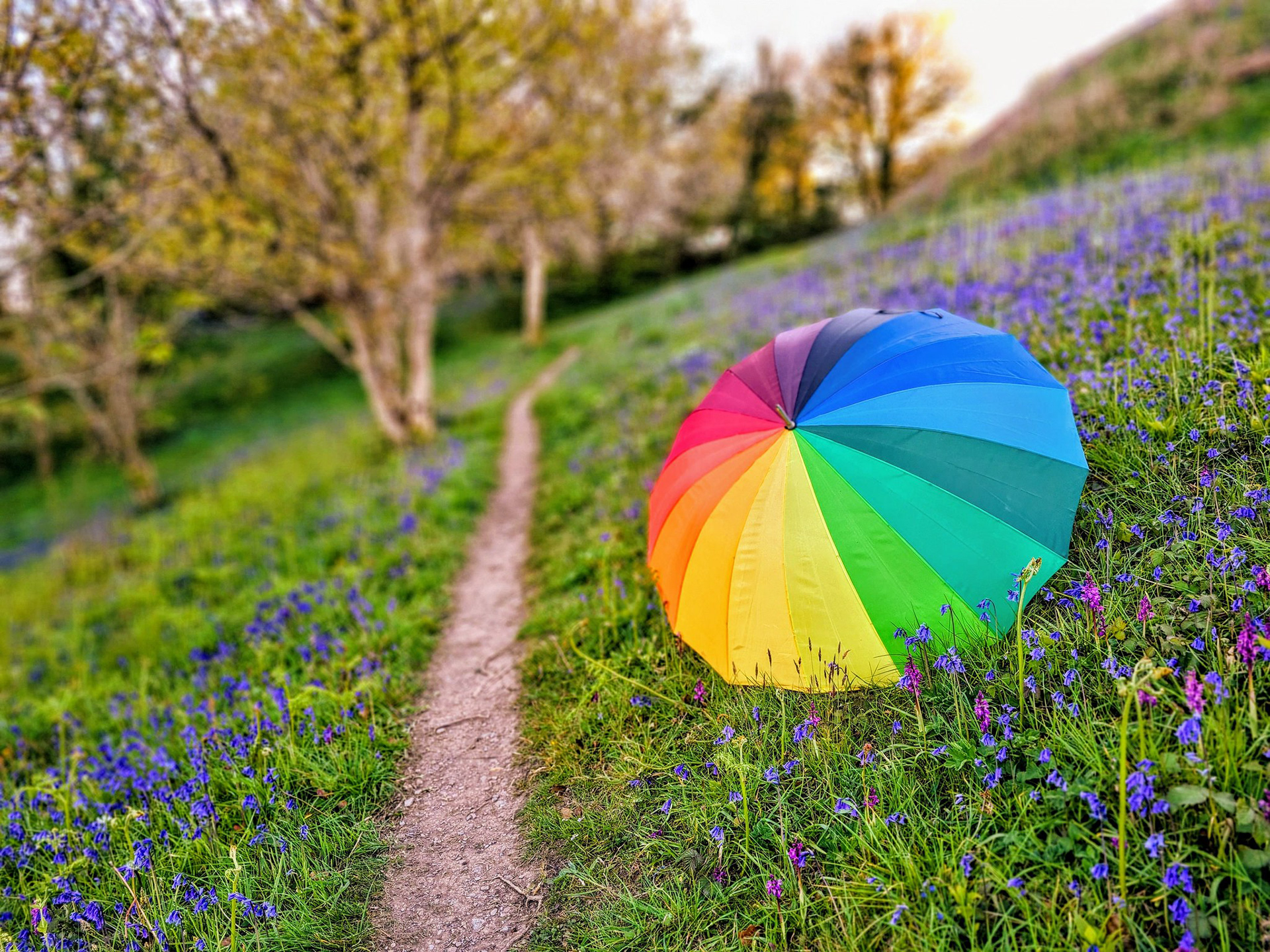 Spring Rainbow