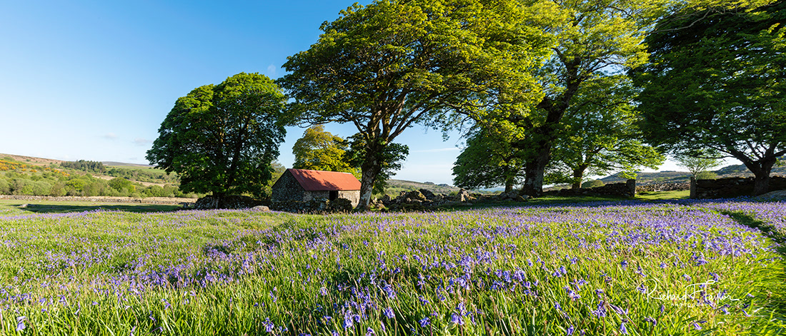 Emsworthy Bluebells Pano