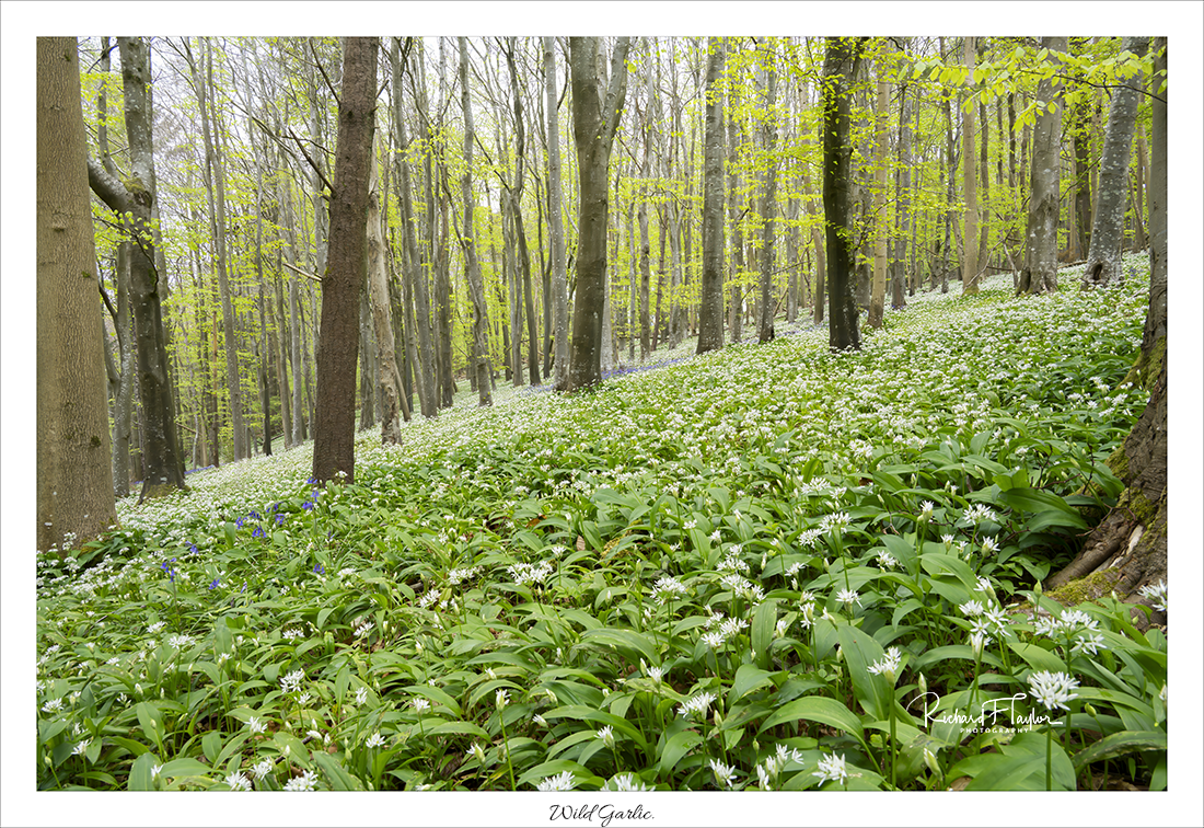 Wild Garlic