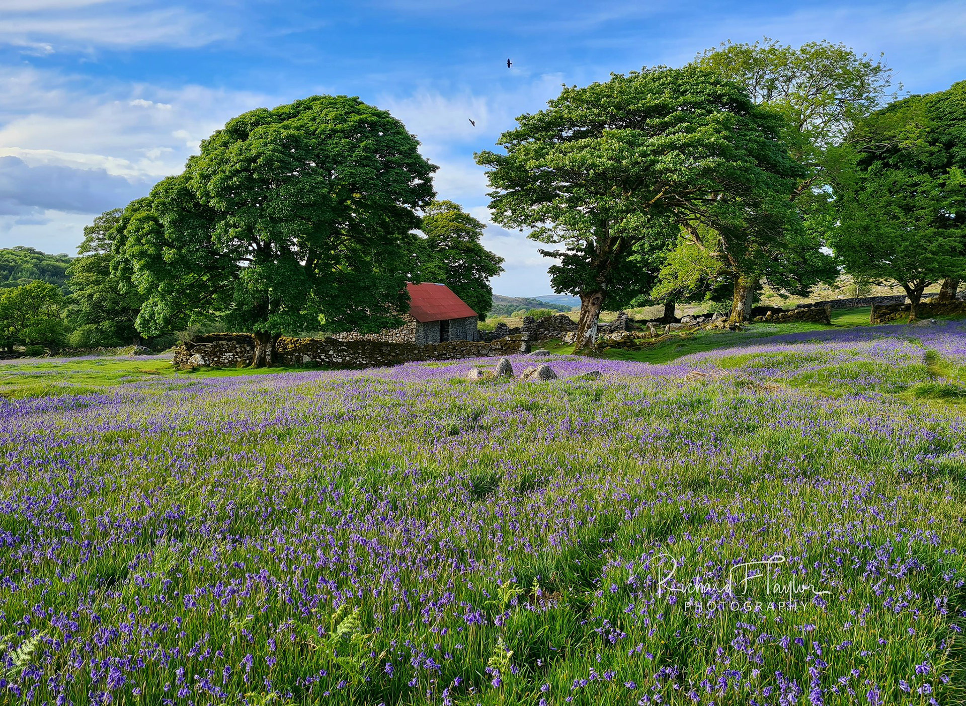 Emsworthy Bluebells