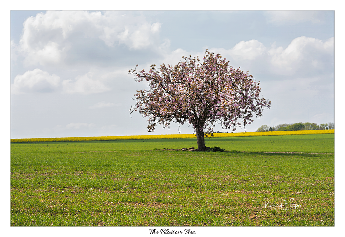 The Tree.
