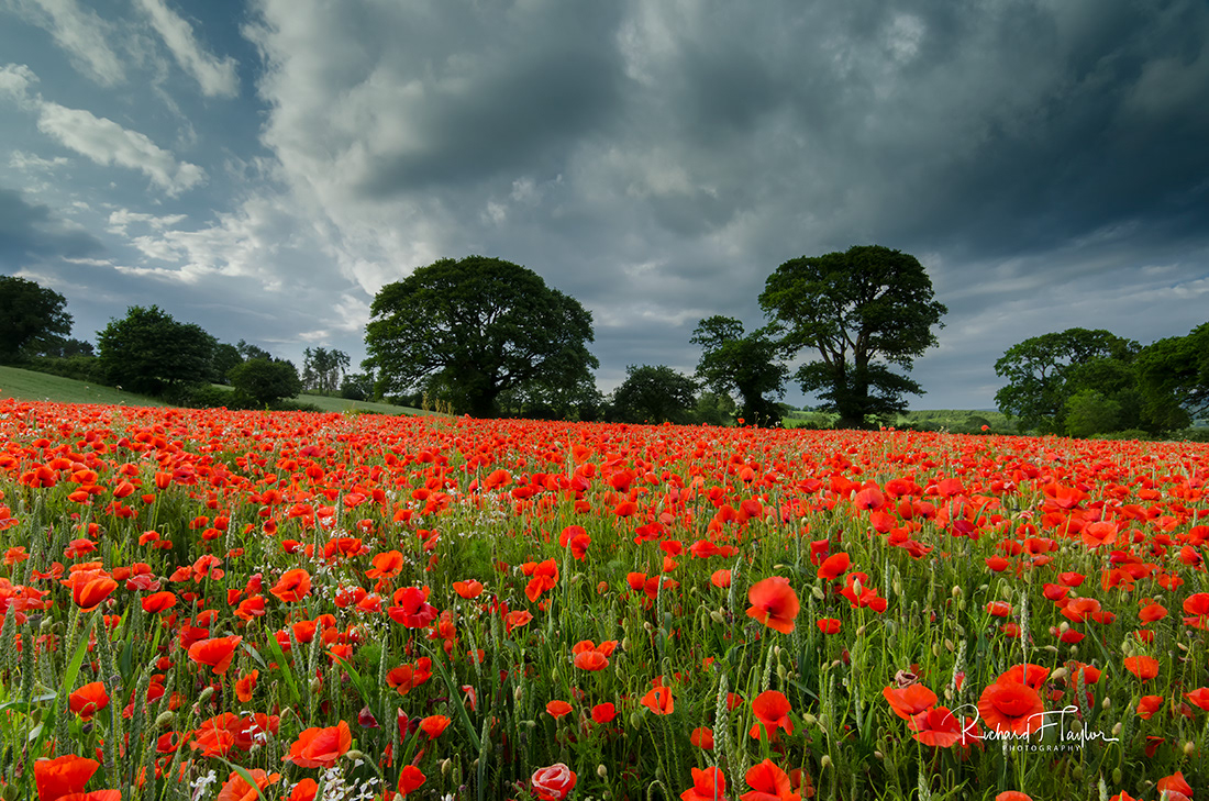 Poppy Field