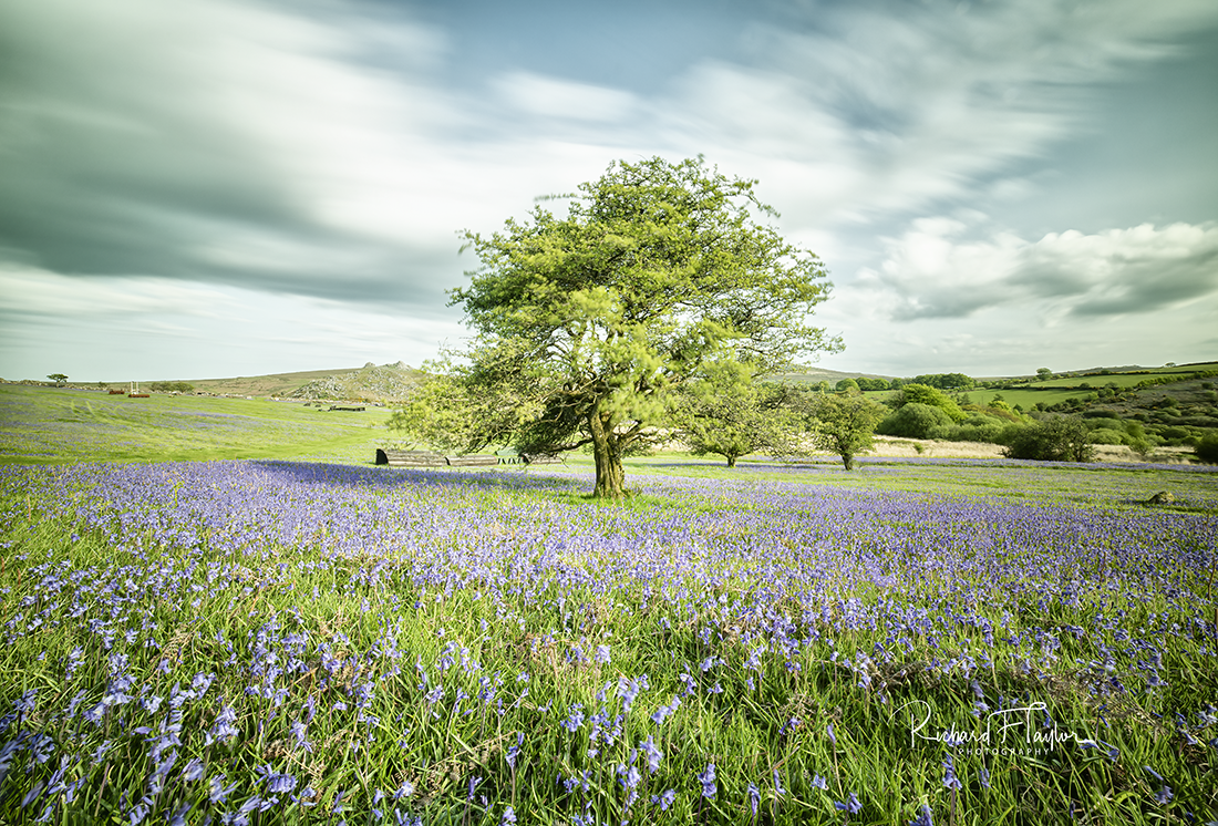 Dartmoor Bluebells
