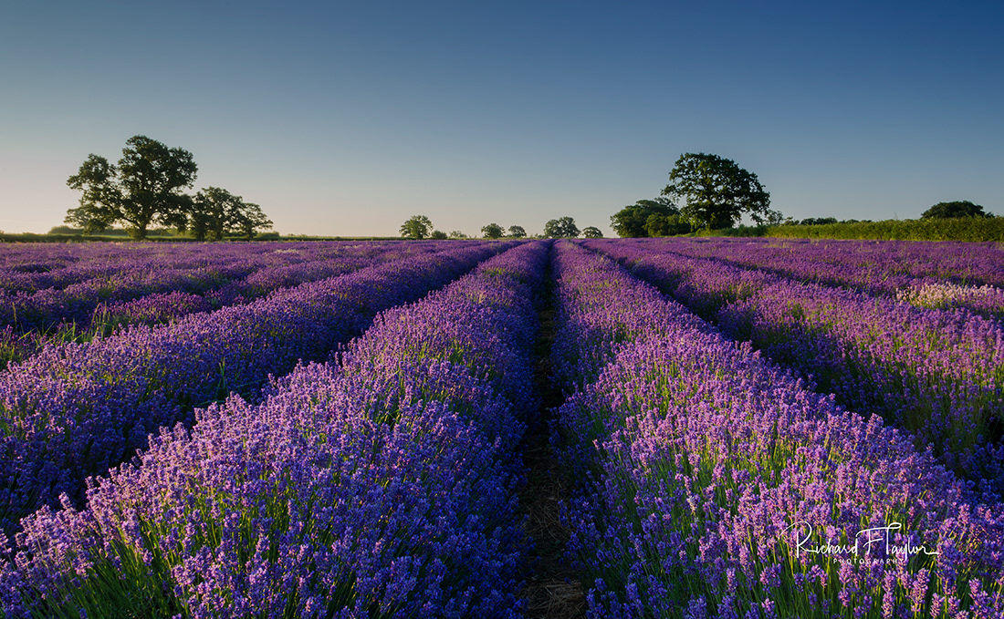 Lavender Field