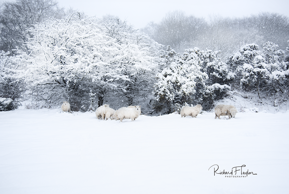 Winter's Flock: A Serene Scene of Sheep in the Snow