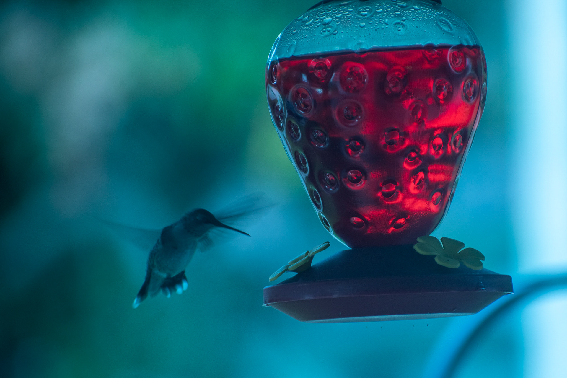 The Hummingbird Feeder