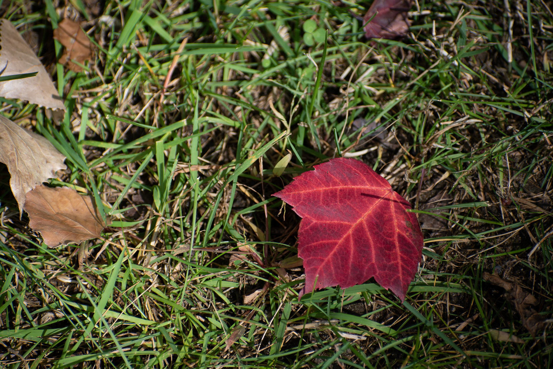 Red Leaf