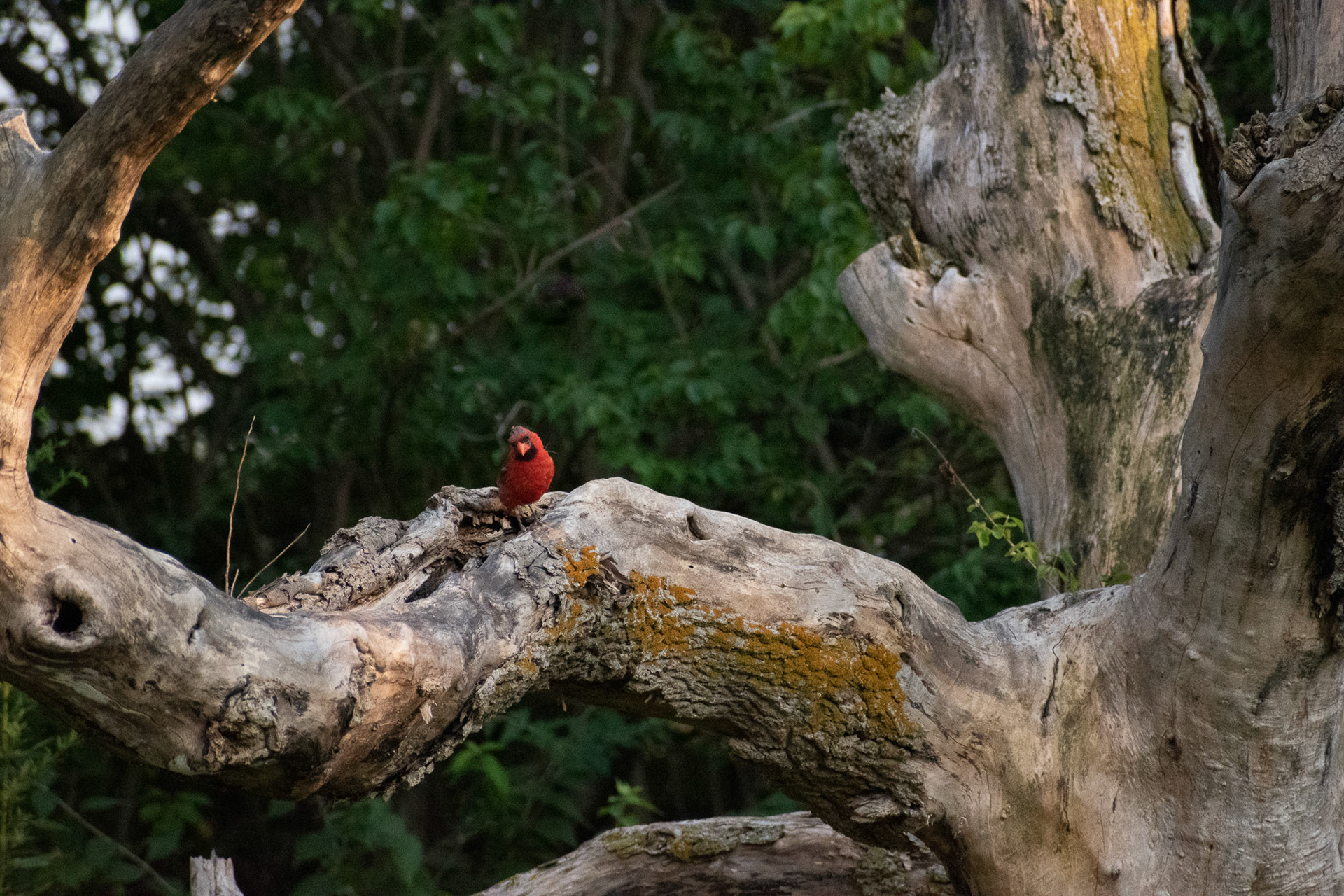 Bird on a Branch