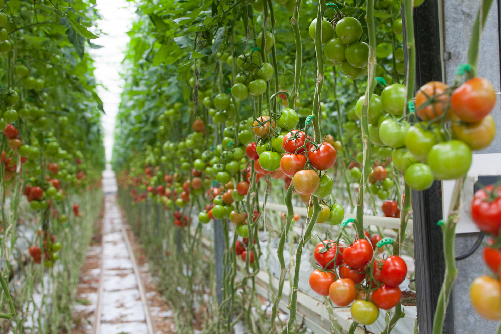 Tomates dans des serres de la coopérative Savéol
