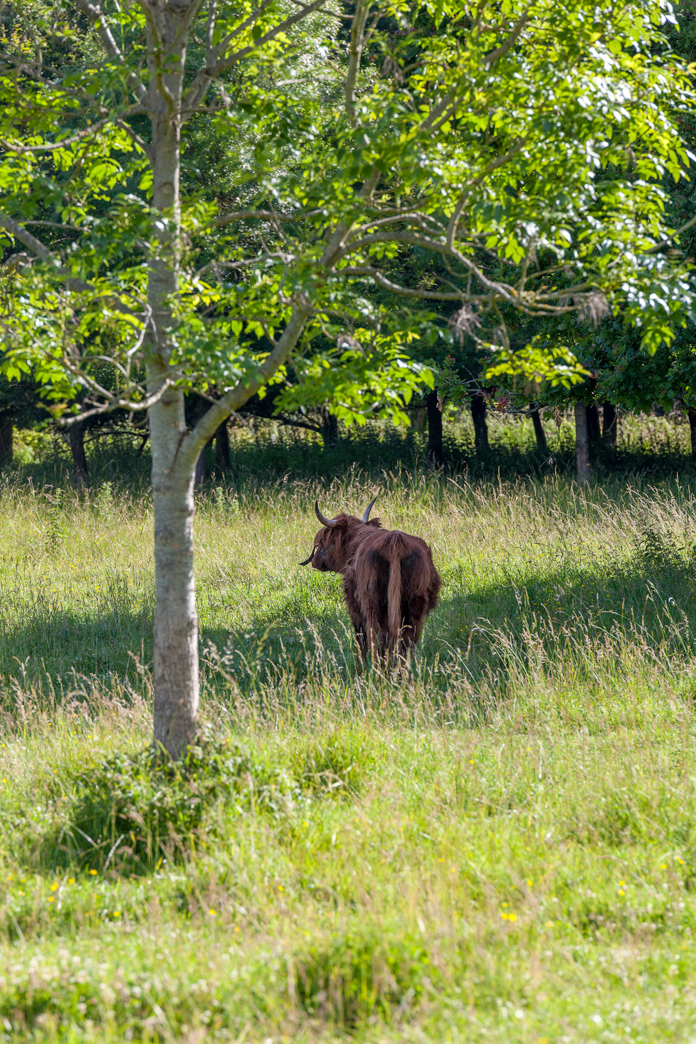 Les vaches de Loc Maria chargée de l'éco pâturage des espaces verts du quartier le 21 juin 2019.