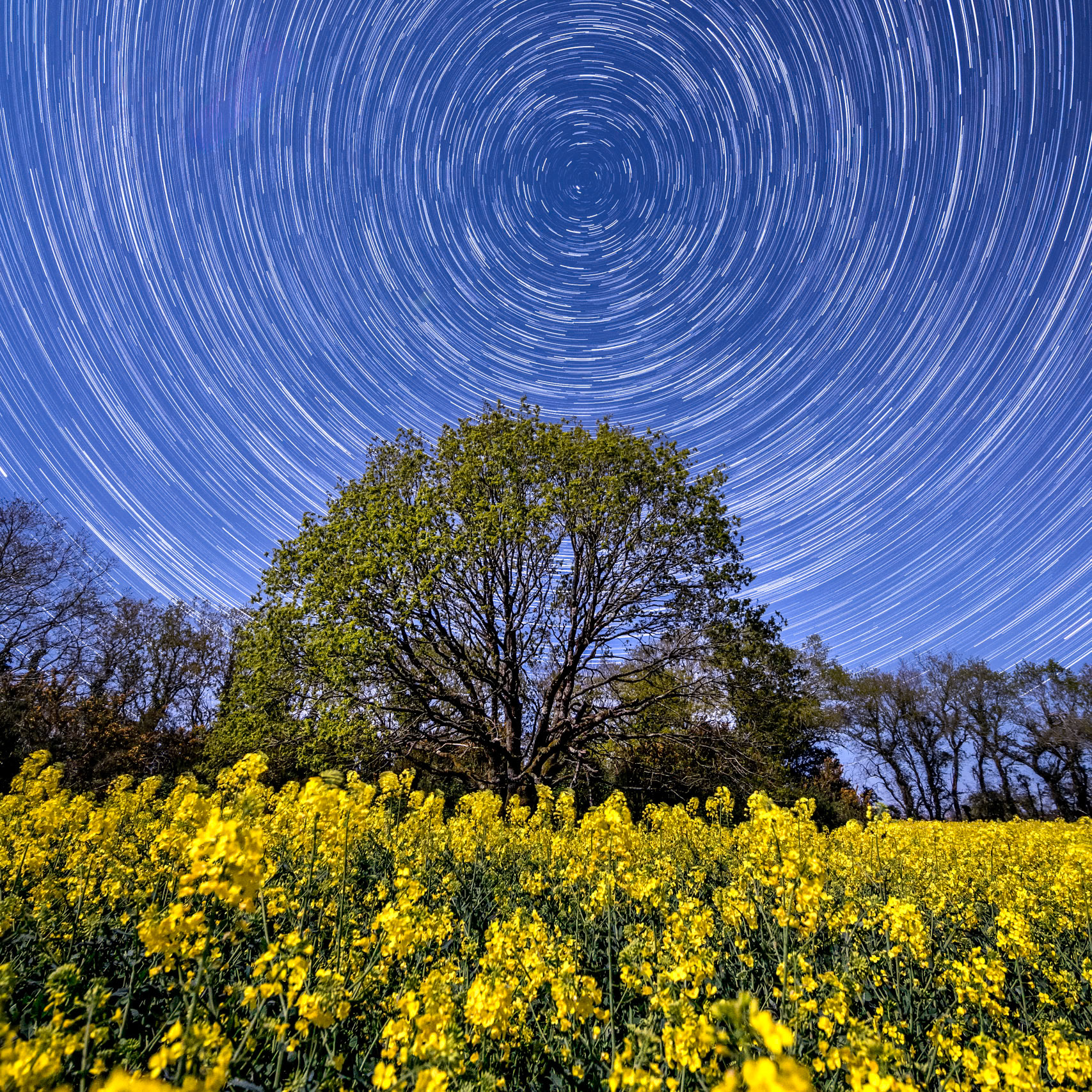 Il est minuit. Je lance une série de 120 photos de 30 s chacune. Un gros Quartier de Lune situé à gauche derrière moi illumine le paysage comme s'il faisait jour, mais sans que sa présence ne masque les étoiles qui vont au fil du temps tracer des arcs de cercle de 15° de long. Le contraste coloré entre le ciel bleu et le champ jaune de colza est idéal. Un chêne situé sous l'Etoile Polaire sera le sujet de ma photo..