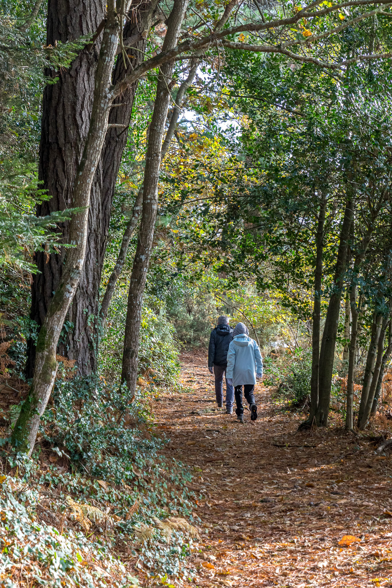 Un sentier de Lestrémeur le long de l'Odet.