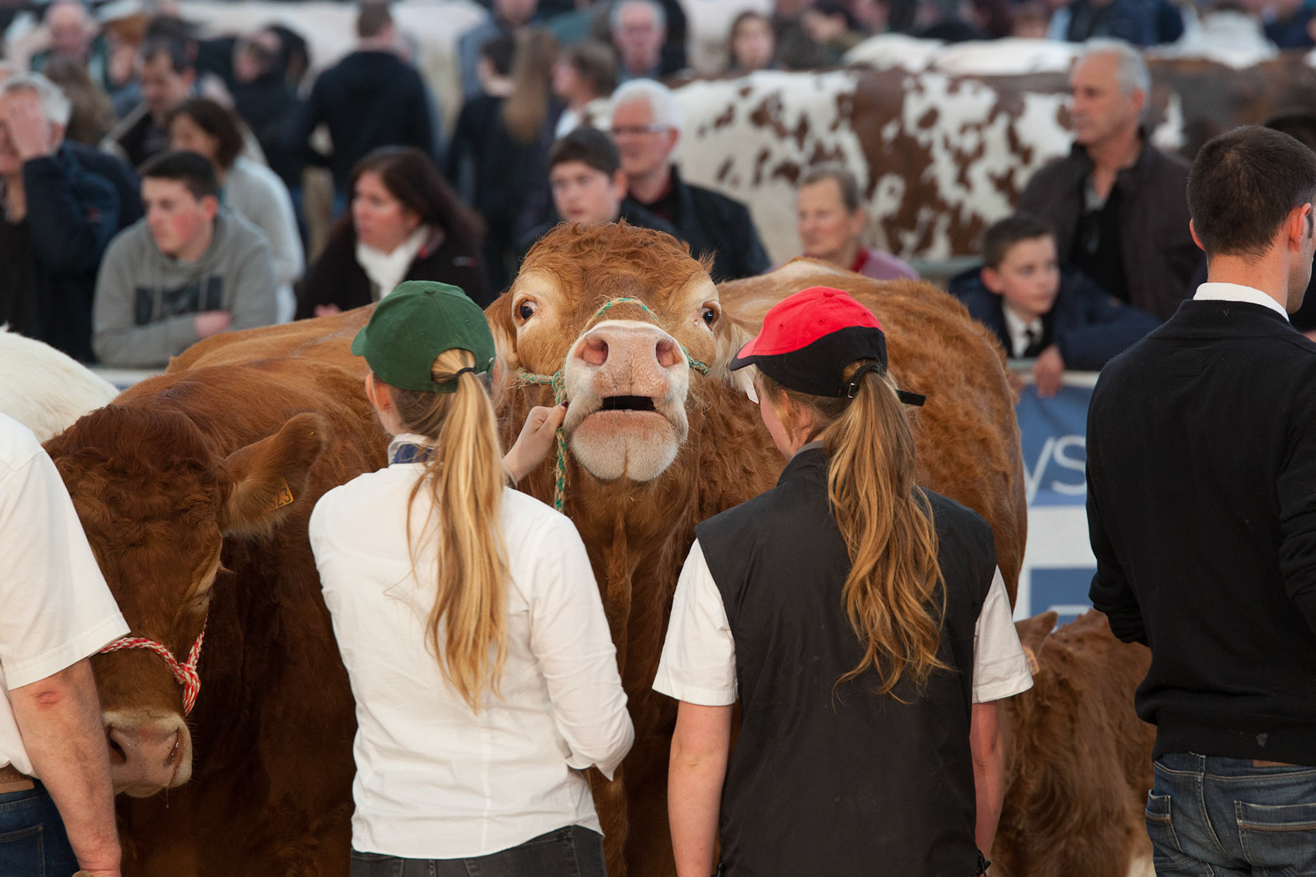 Scène pendant le salon agri deiz à Penviller le 26 mars 2017.