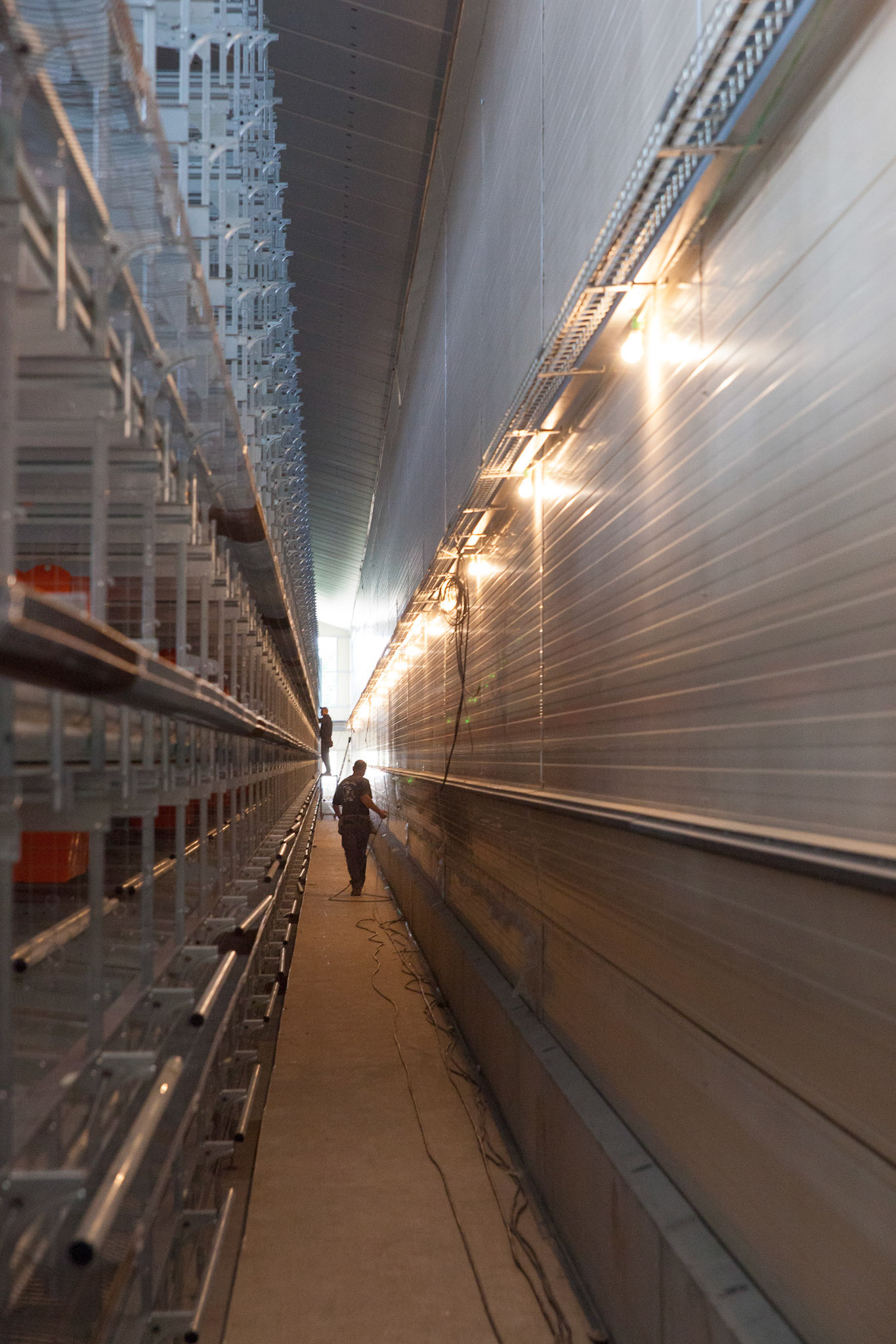 Elevage de volailles