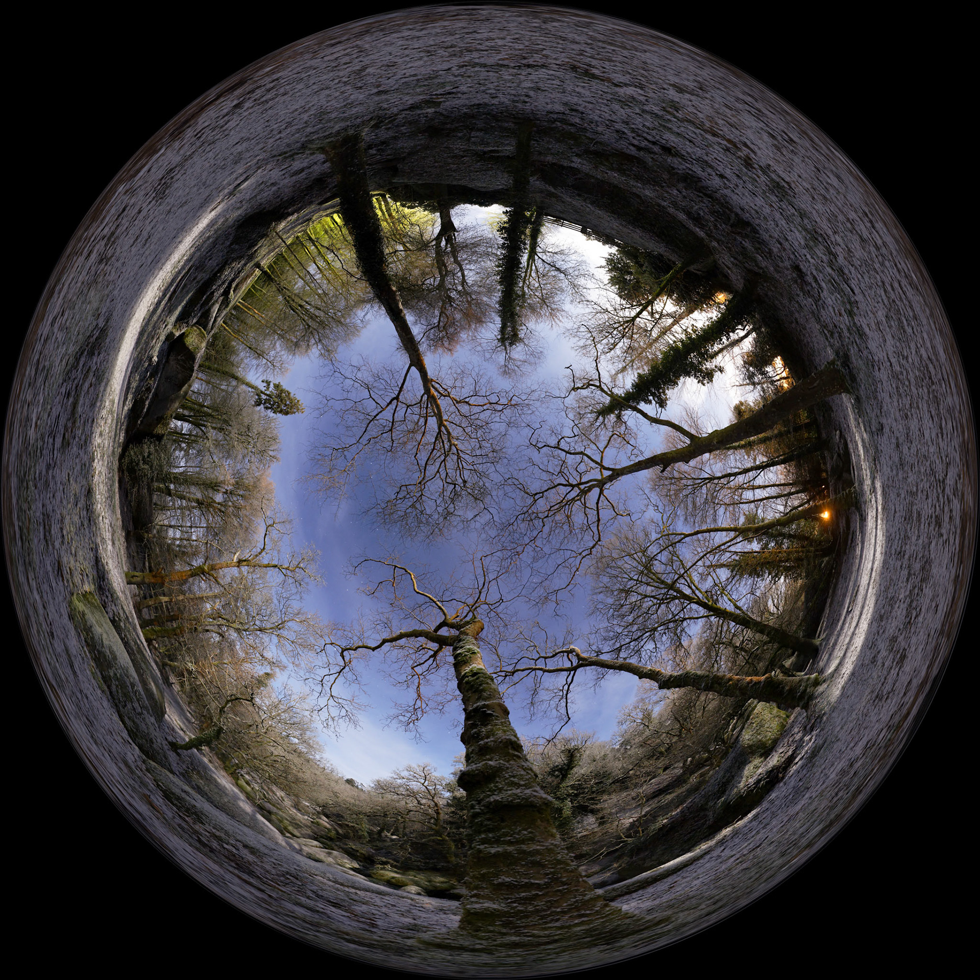Des arbres de la forêt du Huegoat tendent leurs branches en direction des étoiles.
