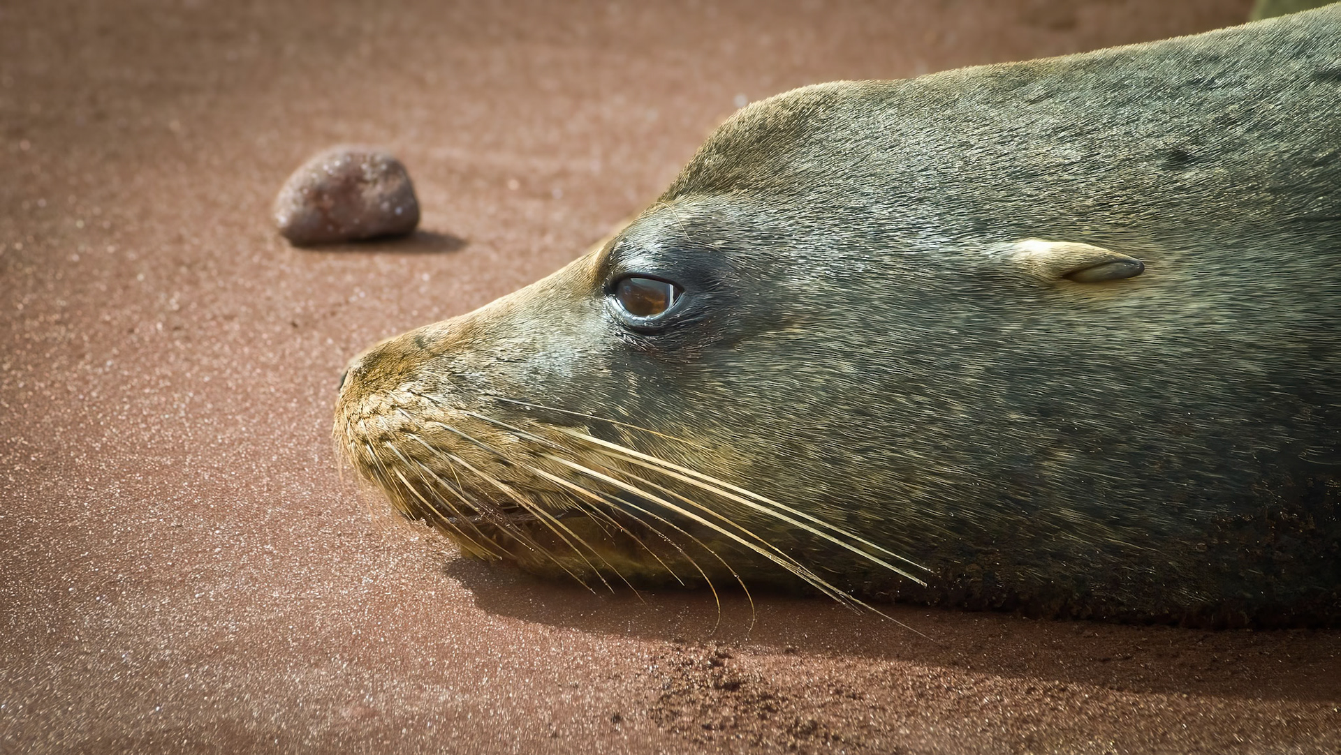 Sea lion in Galapagos