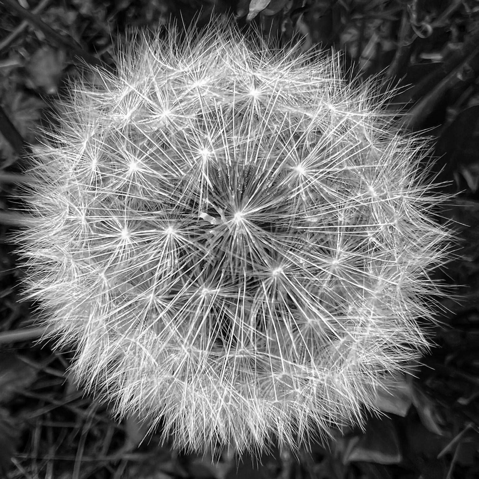 Perfect geometry in nature