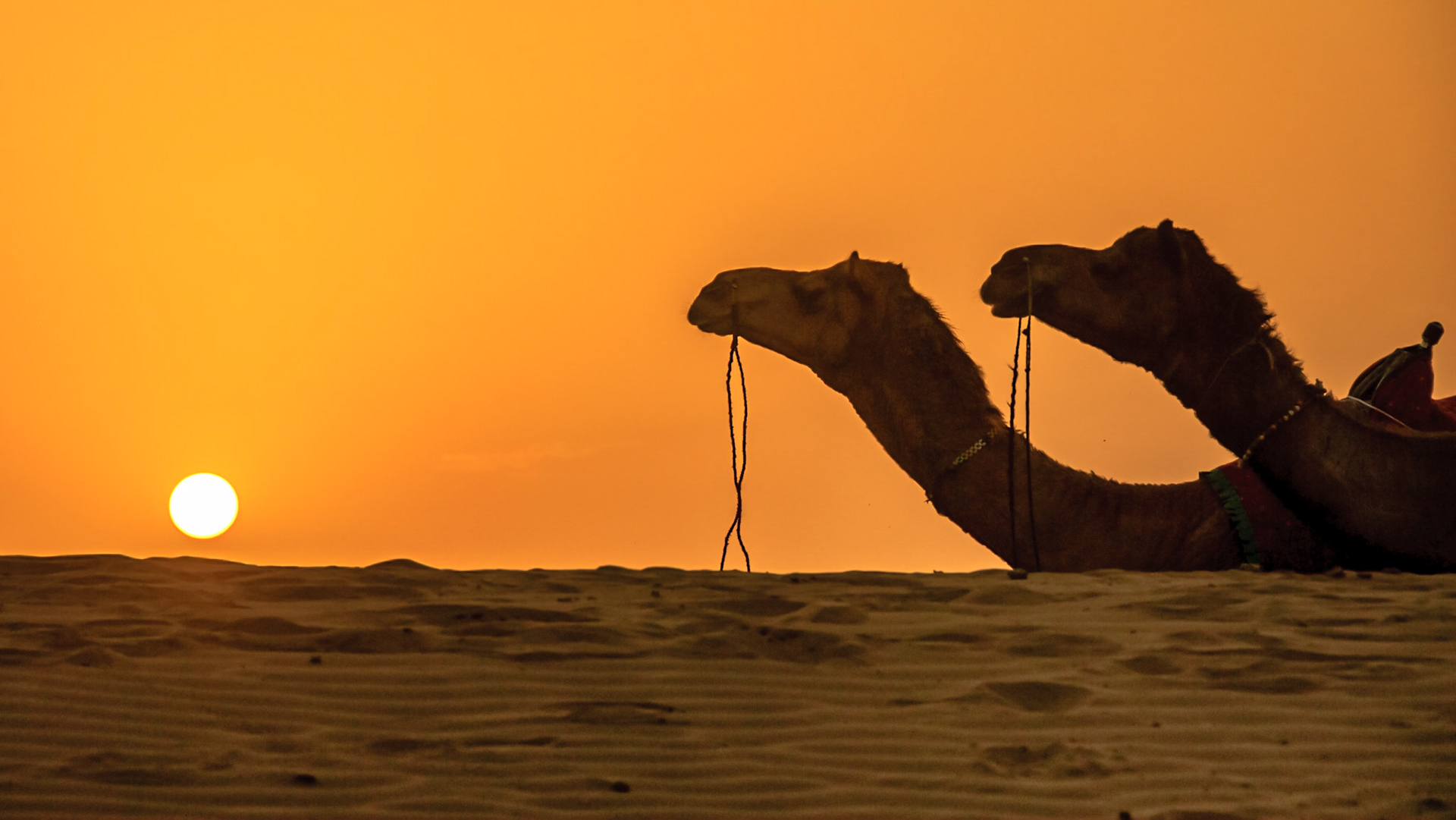 Two camels rest peacefully with a glorious sunset in the background (Jaisalmer, Rajasthan, India).