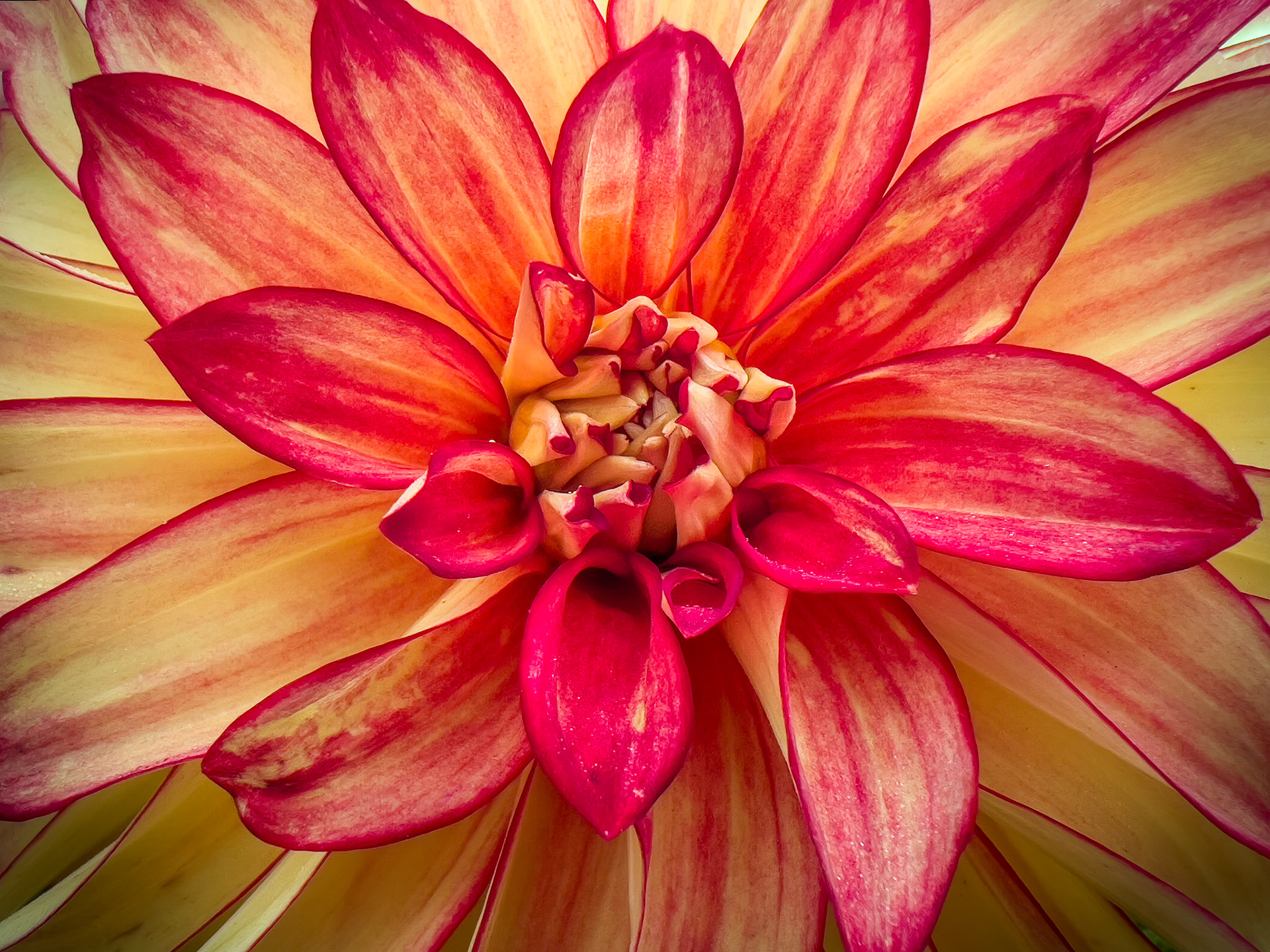 Dahlia