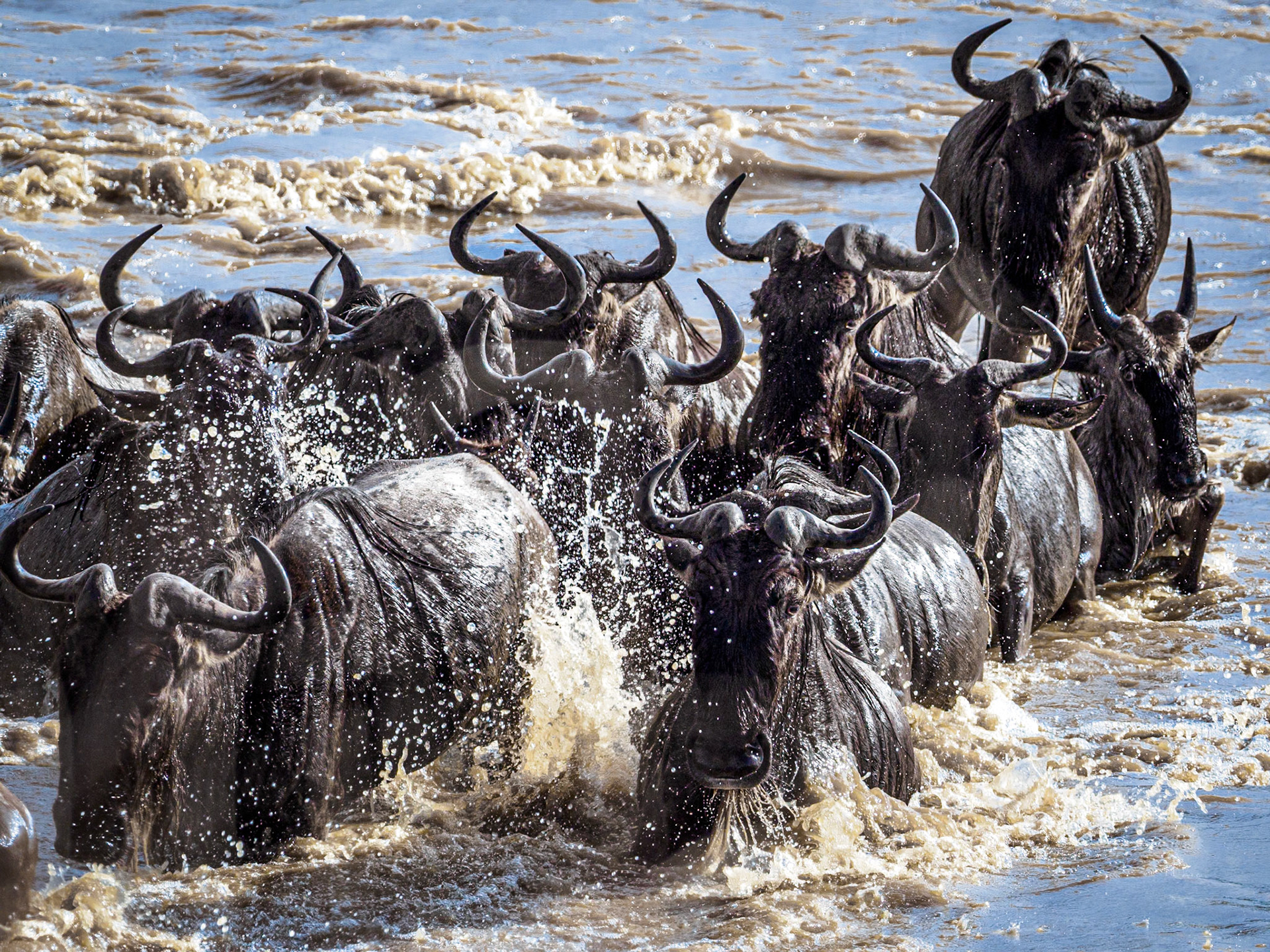 The wildebeest migration