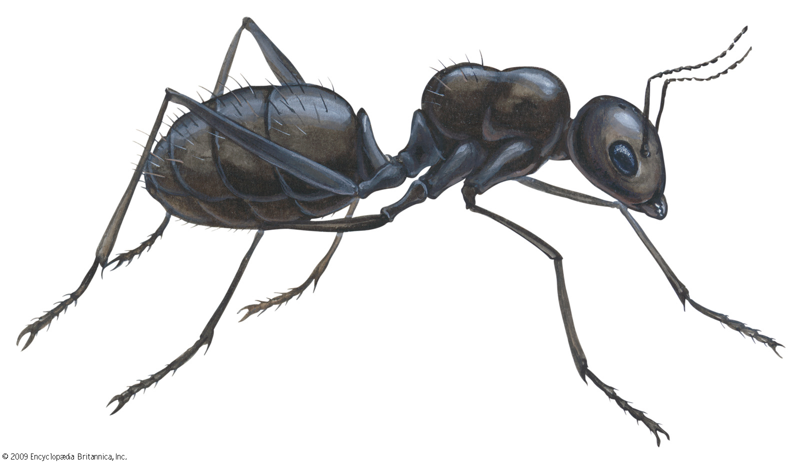 image credit: Encyclopedia Britannica, Ant
