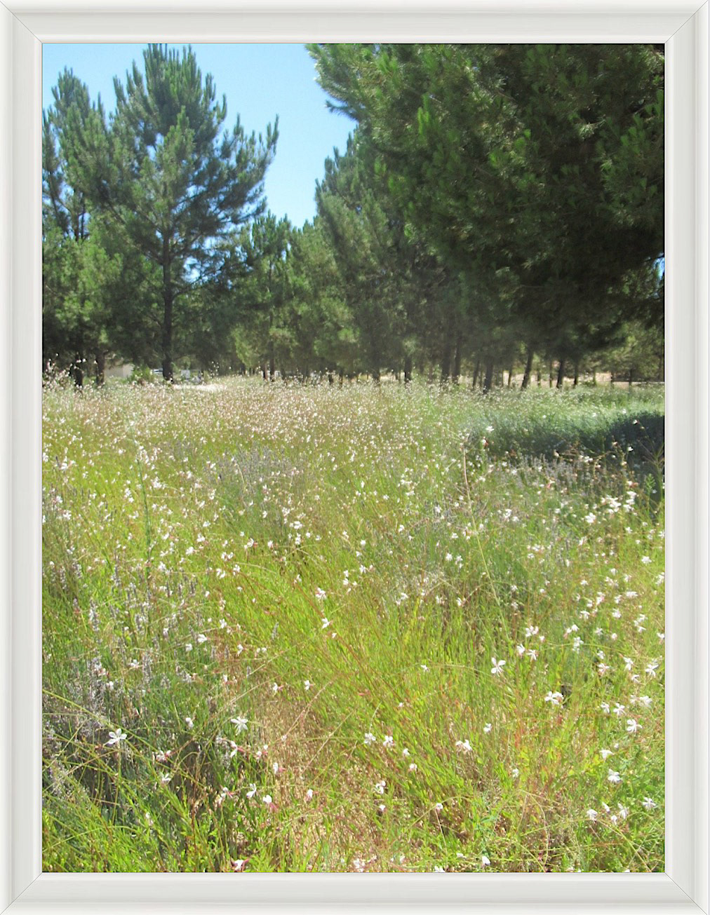 Photo #33- Comporta, Portugal