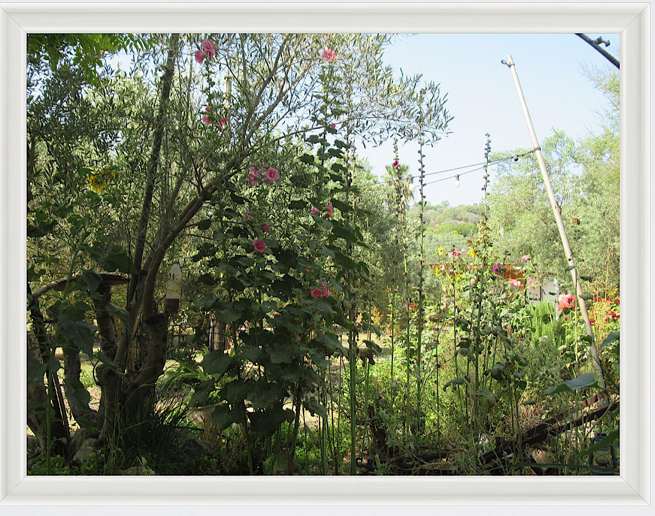Photo #18- Garden - Haifa, Israel 