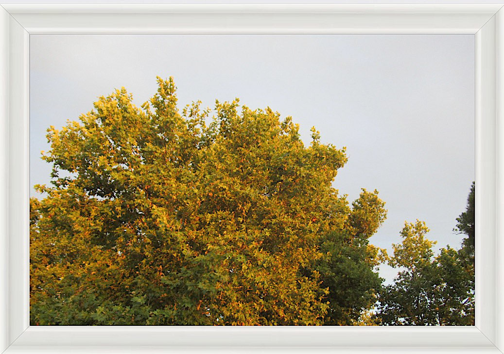 Photo #27- Madrid Park, Spain 