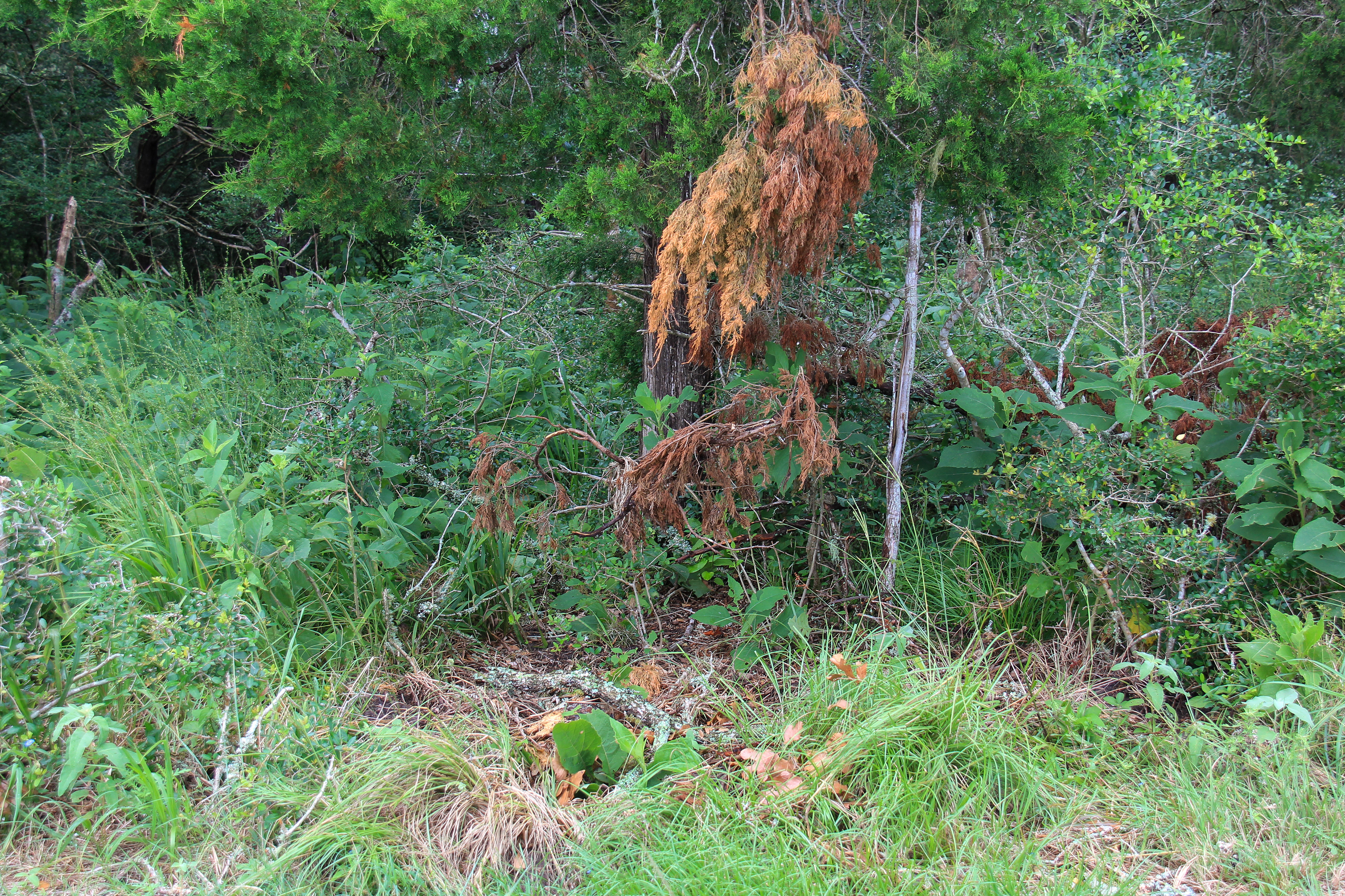 Among the Weeds (Mark4:7)