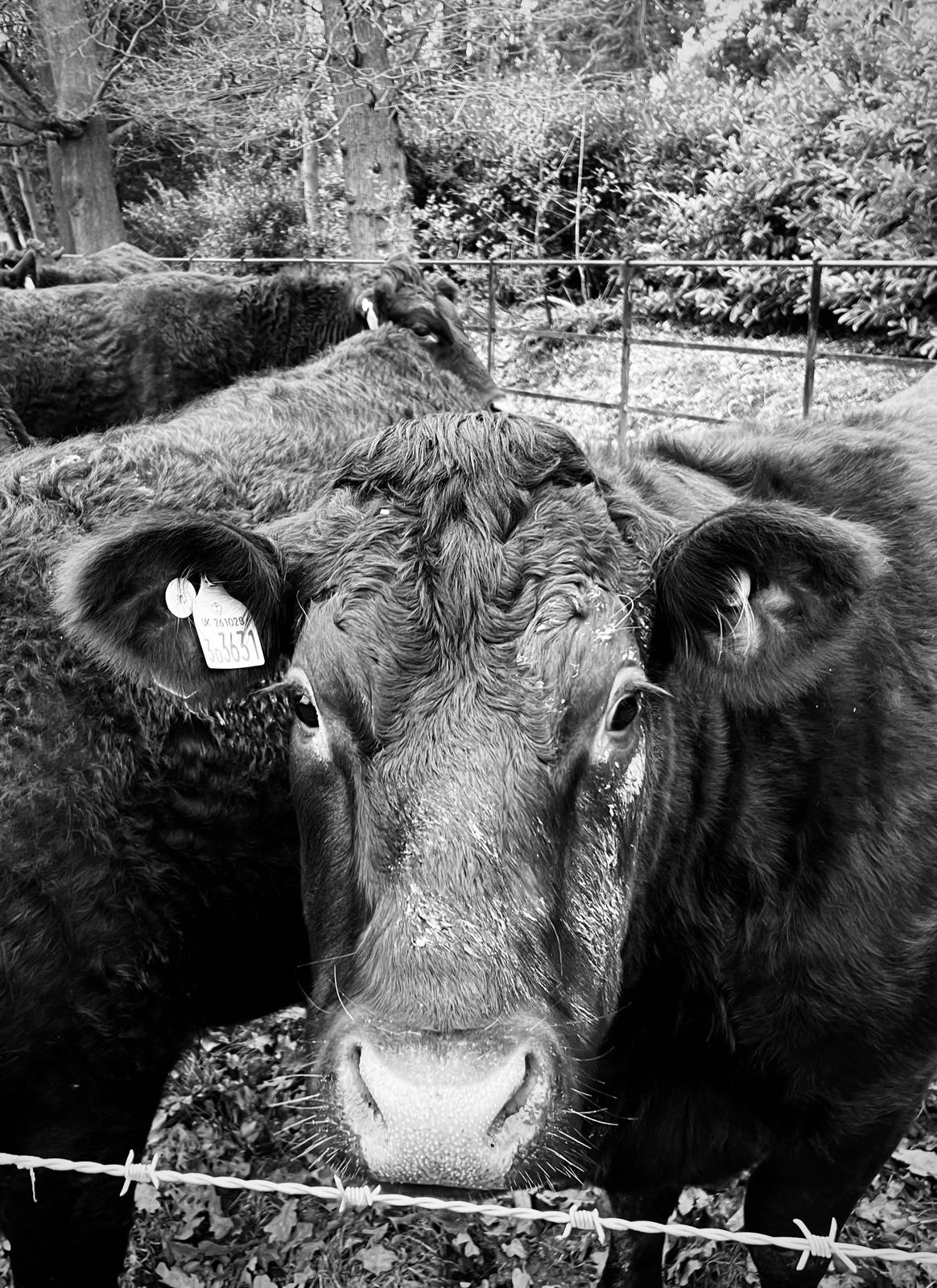 Mooooving Light_Gary Scorgie