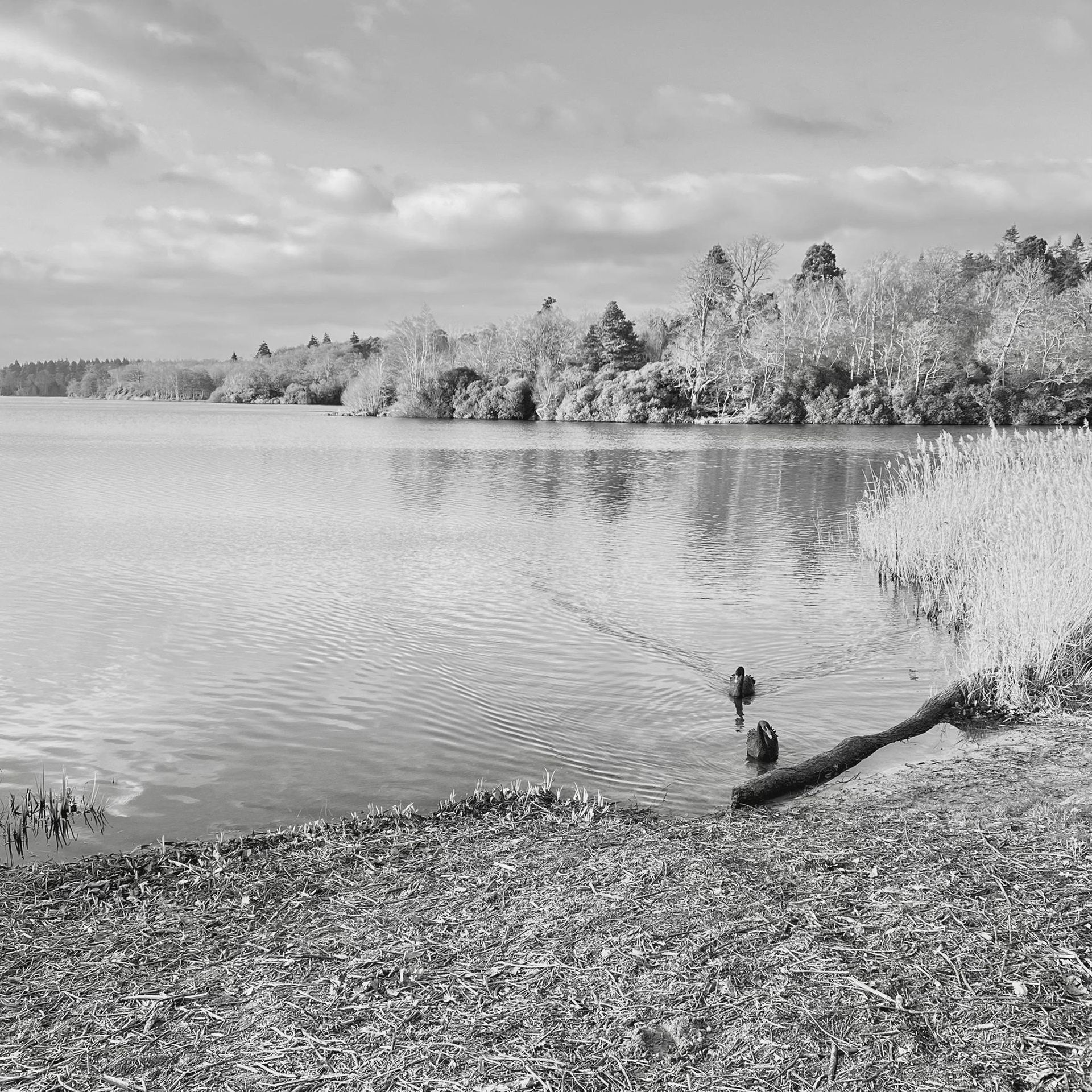 Light and Shadows_Alan Gordon