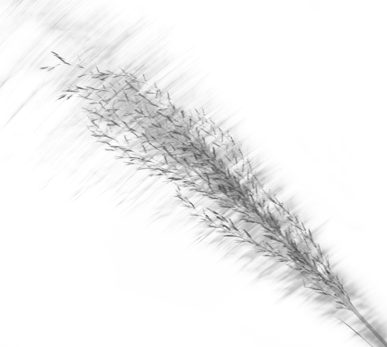 Multi Exposed Shadows_Liz Tarren