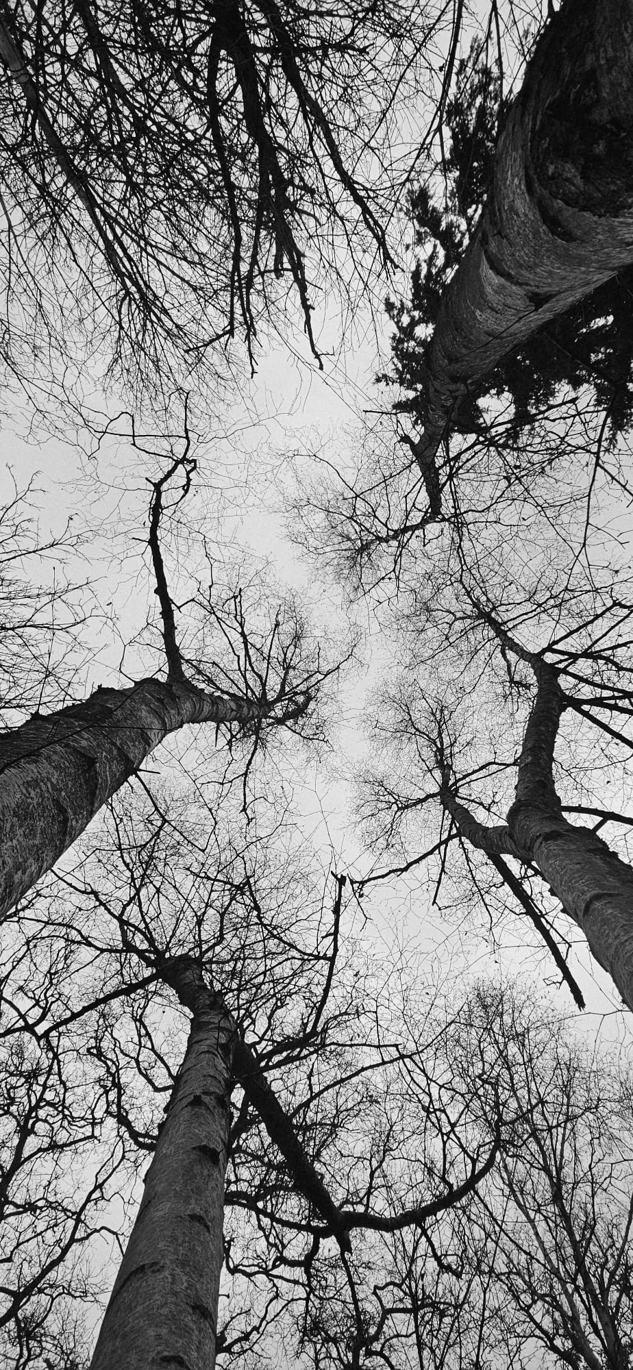 Reaching For The Sky_Ian Woolnough