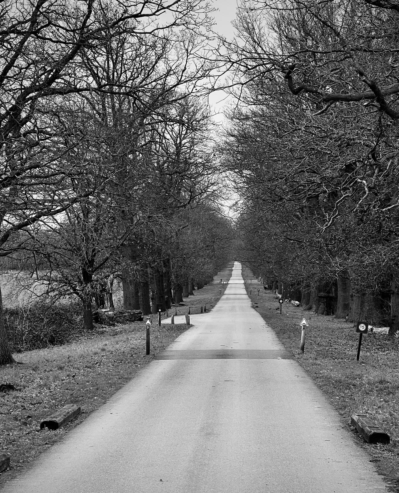 The Avenue_Gary Scorgie