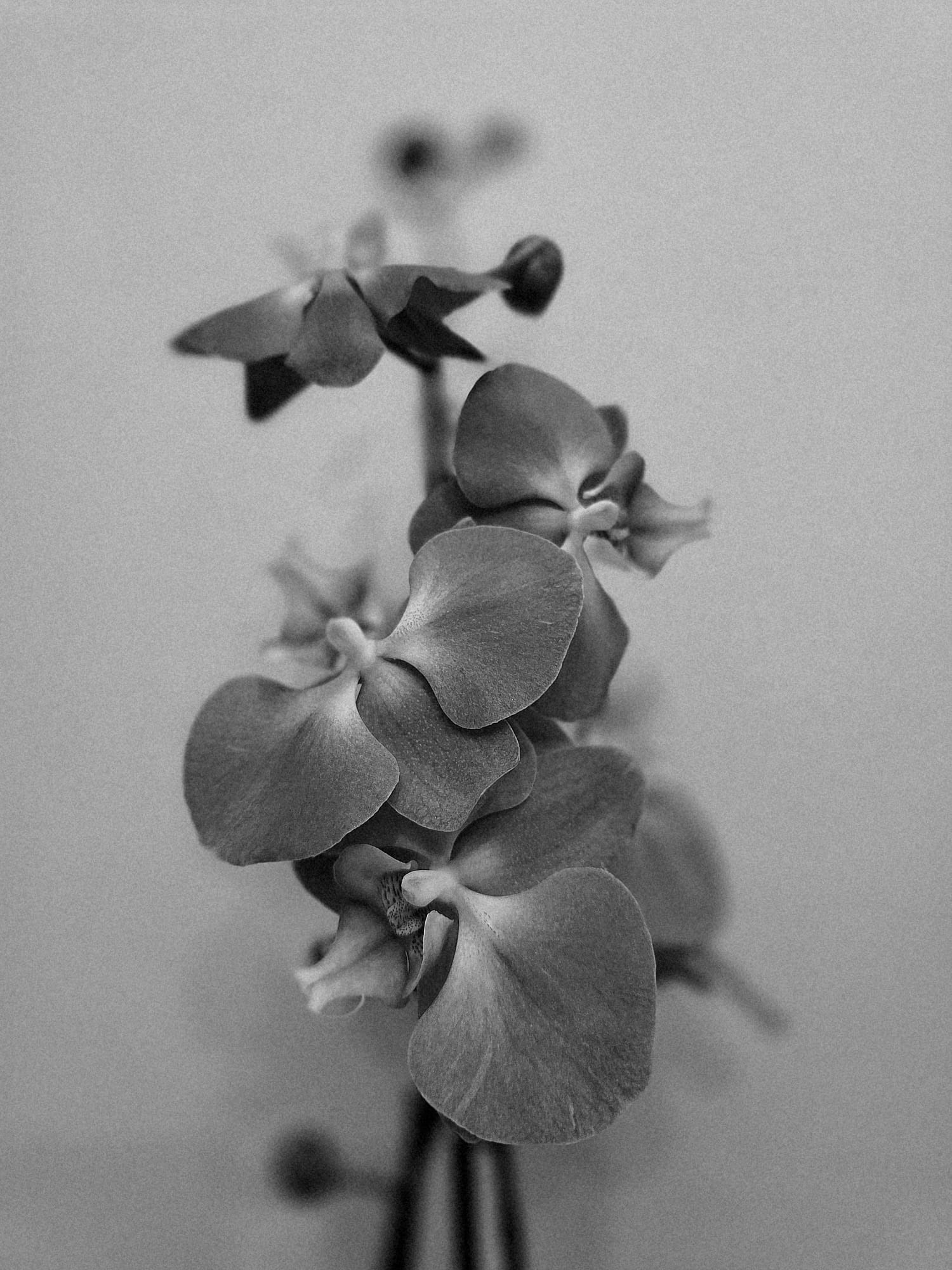 Floral Glow-Julia Hall