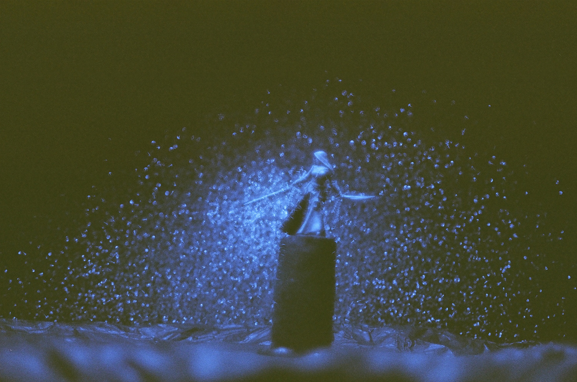 35mm photography using blacklight and extended exposure.