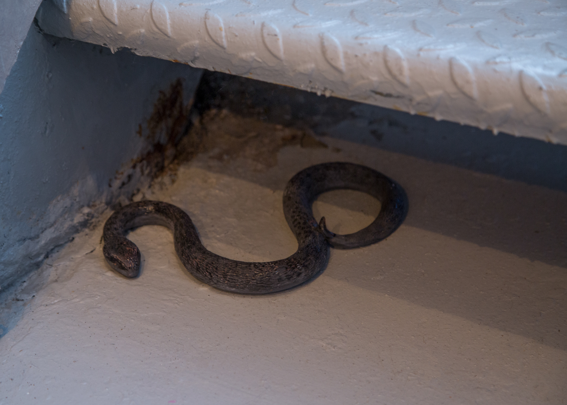 Detail of black ceramic snake hiding under gallery entry stairs. It sits on the grey floor, half in light and half in shadow.