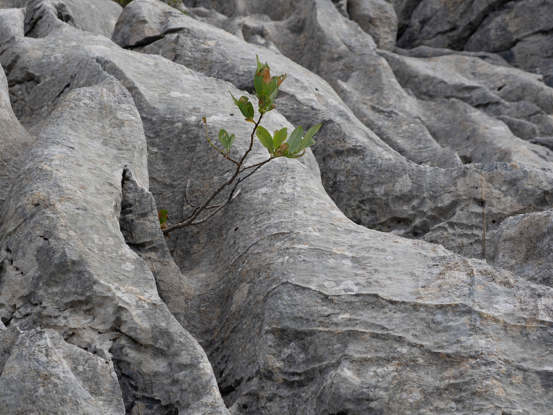 Karstfelsen, Innerschweiz