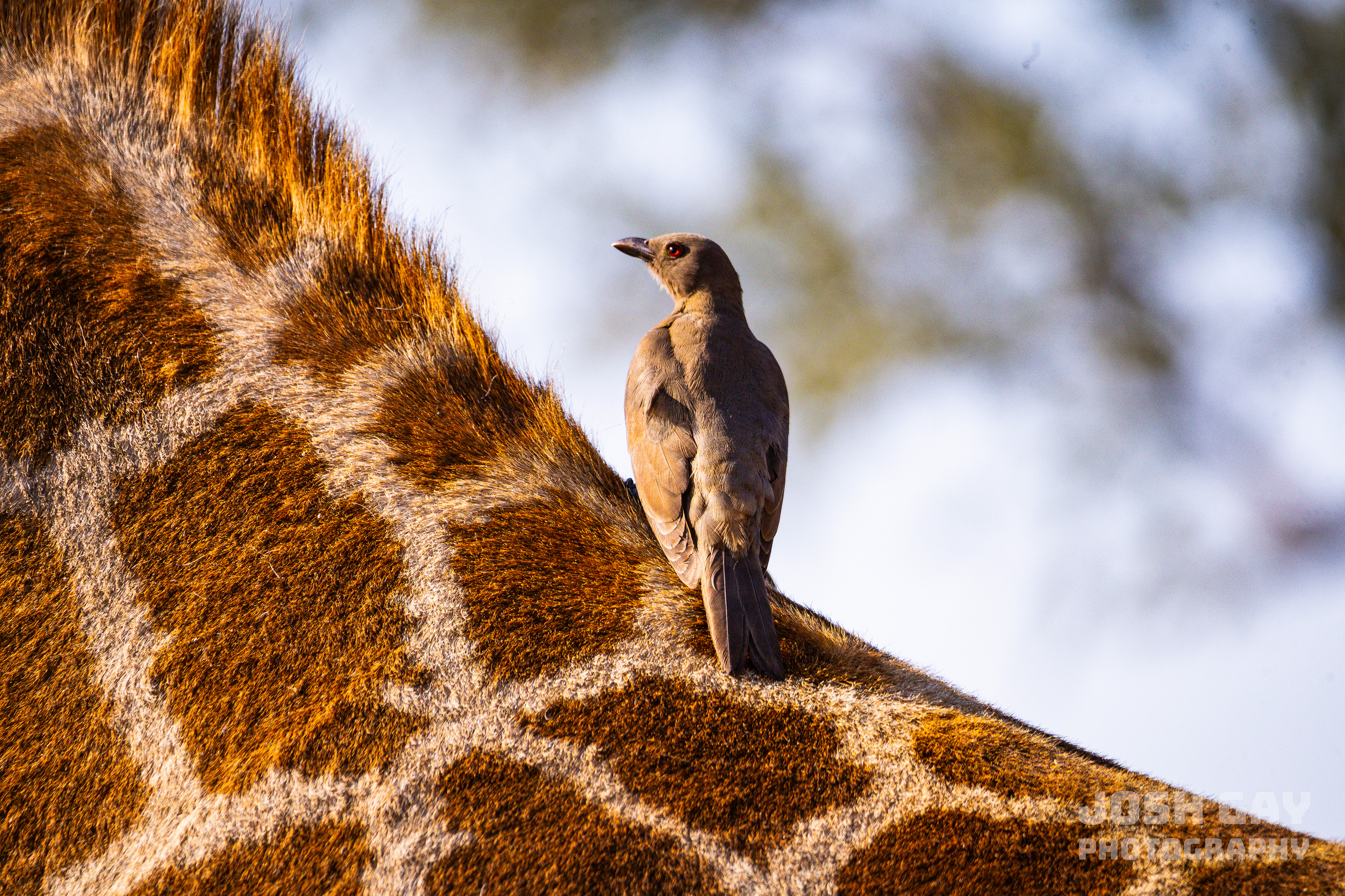 Smithsonian Magazine Photo of the Day 01.19.2024