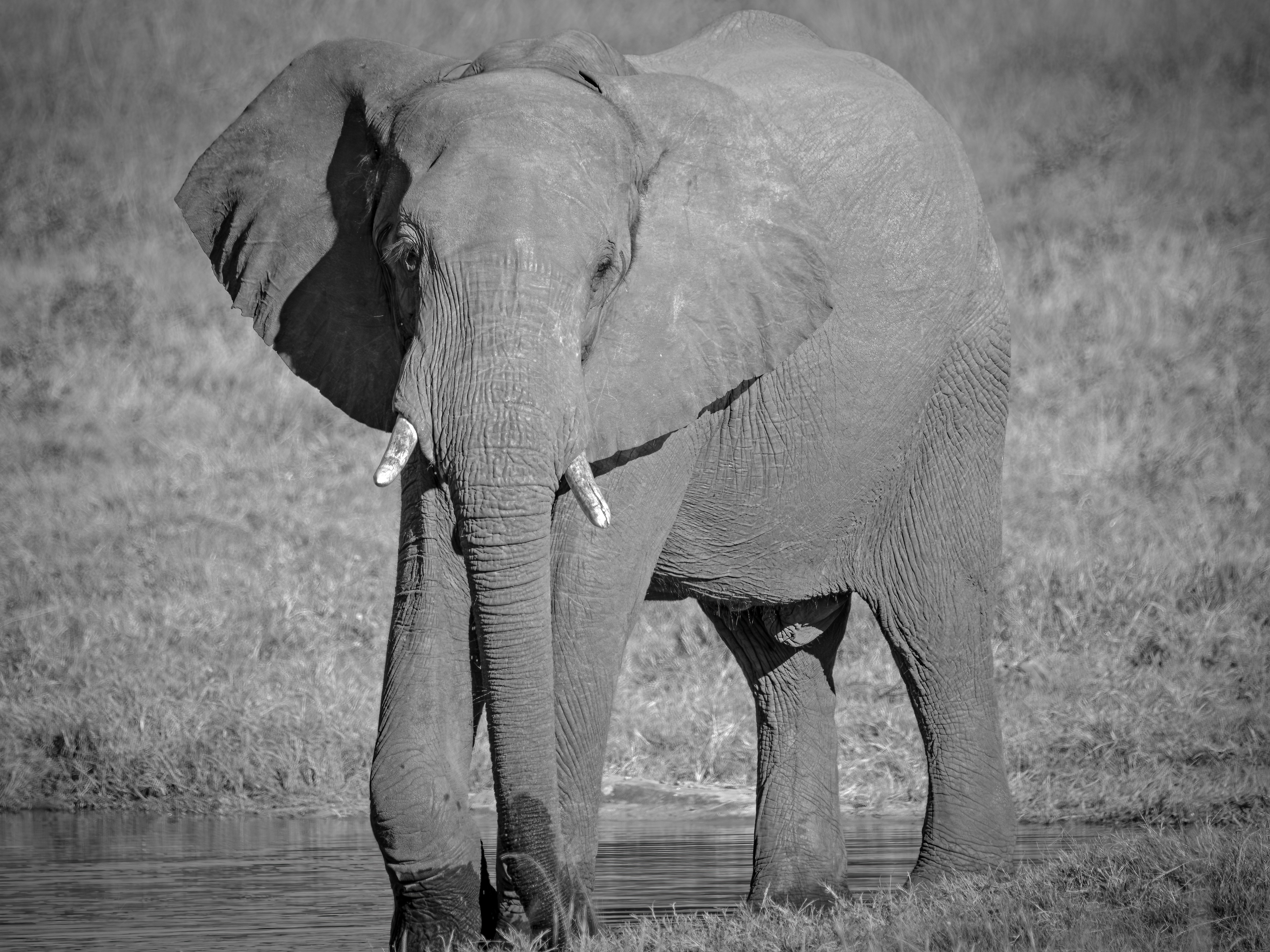 Lone Bull Elephant