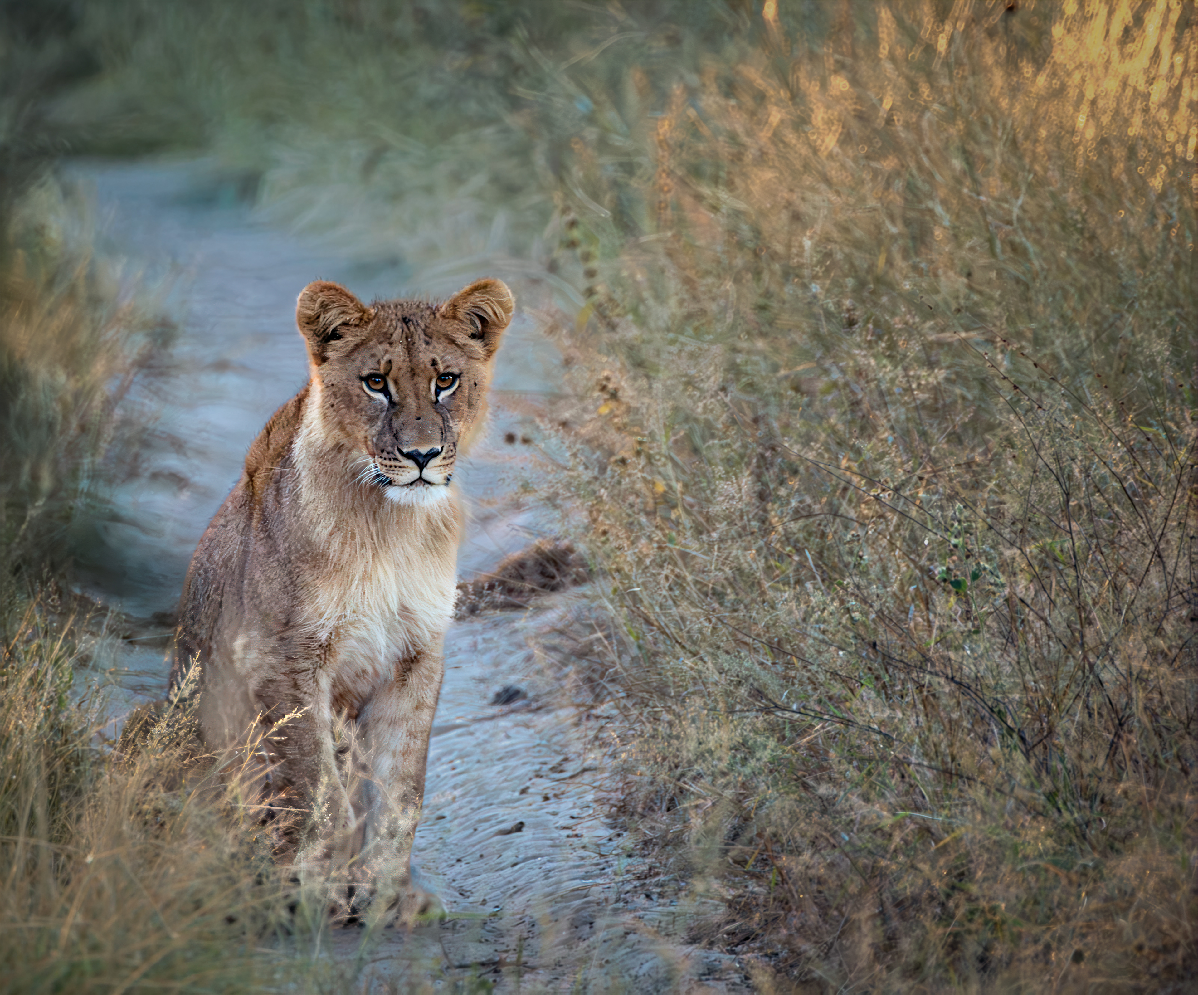 Young male lion