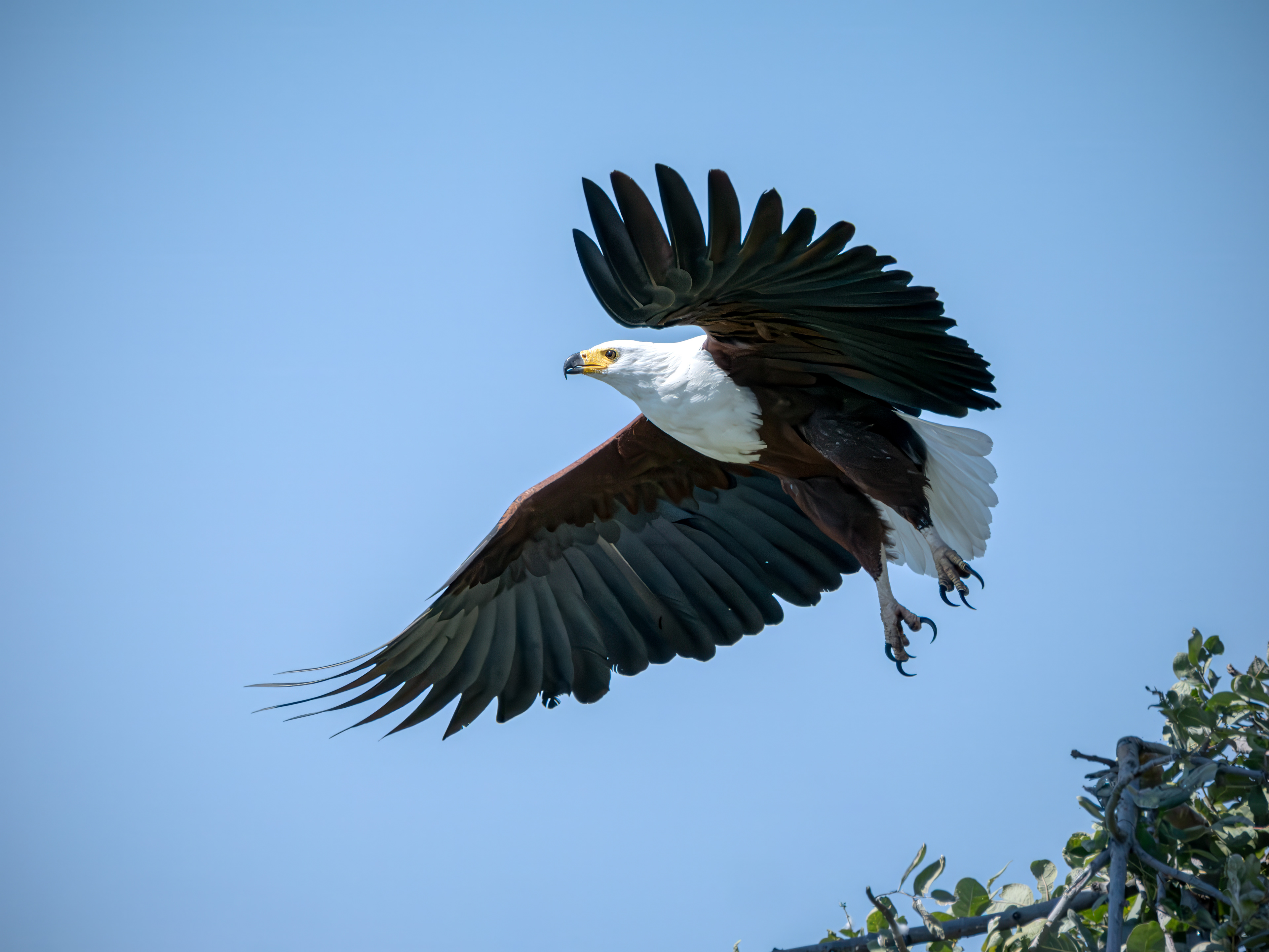 African Fish Eagle