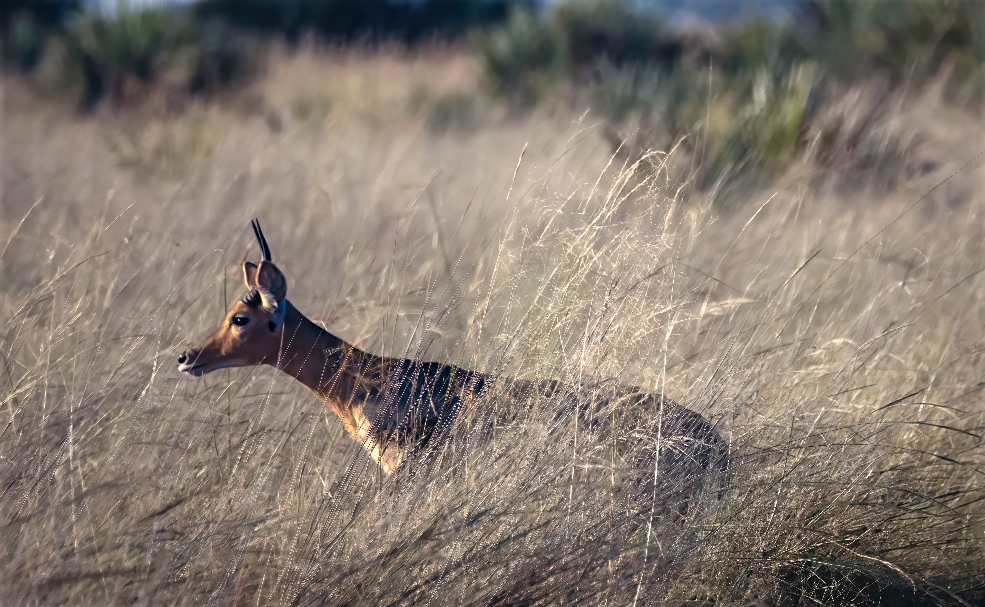 Steenbok