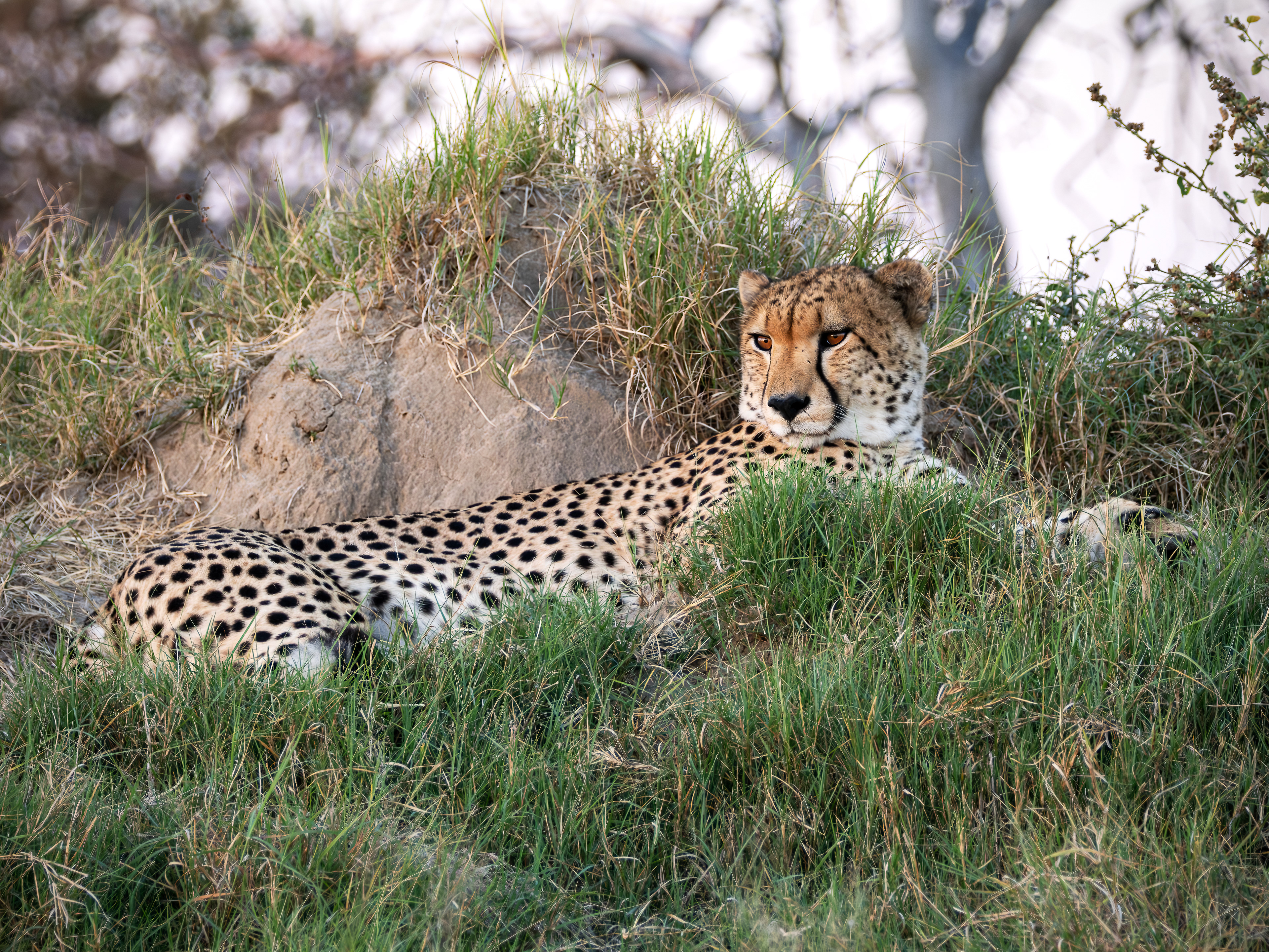 Cheetah