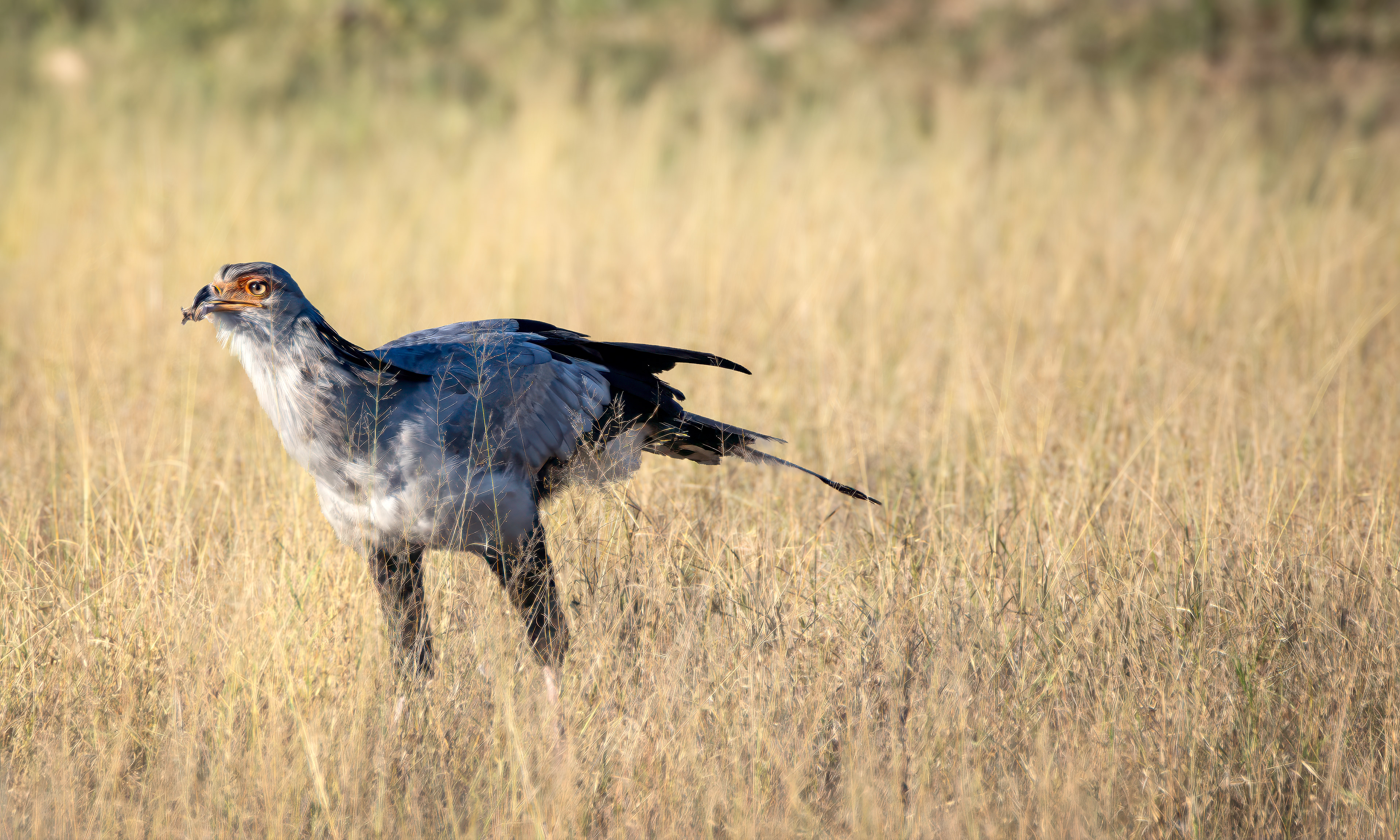 Secretary Bird