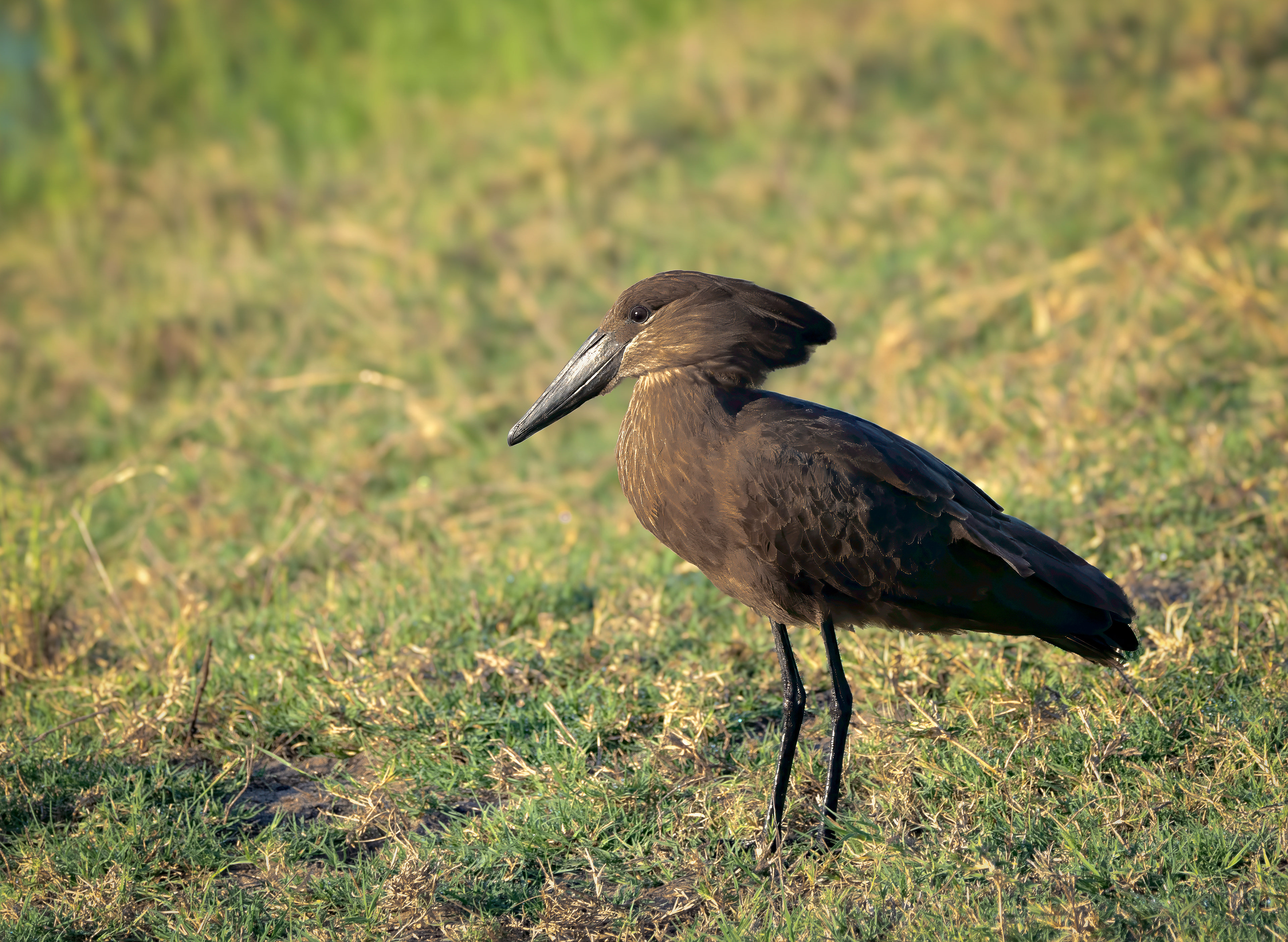 Hamerkop