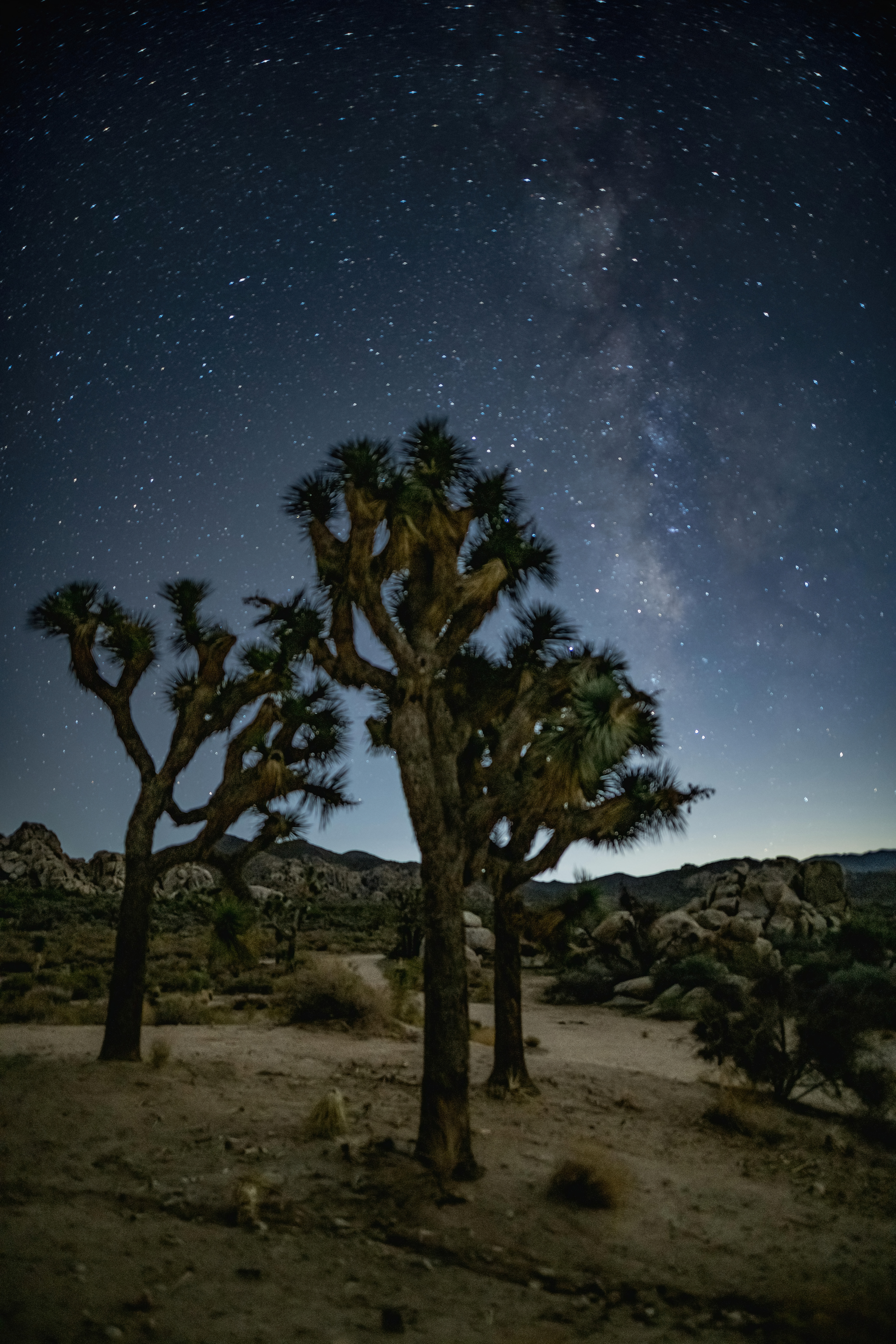 Joshua Tree NP